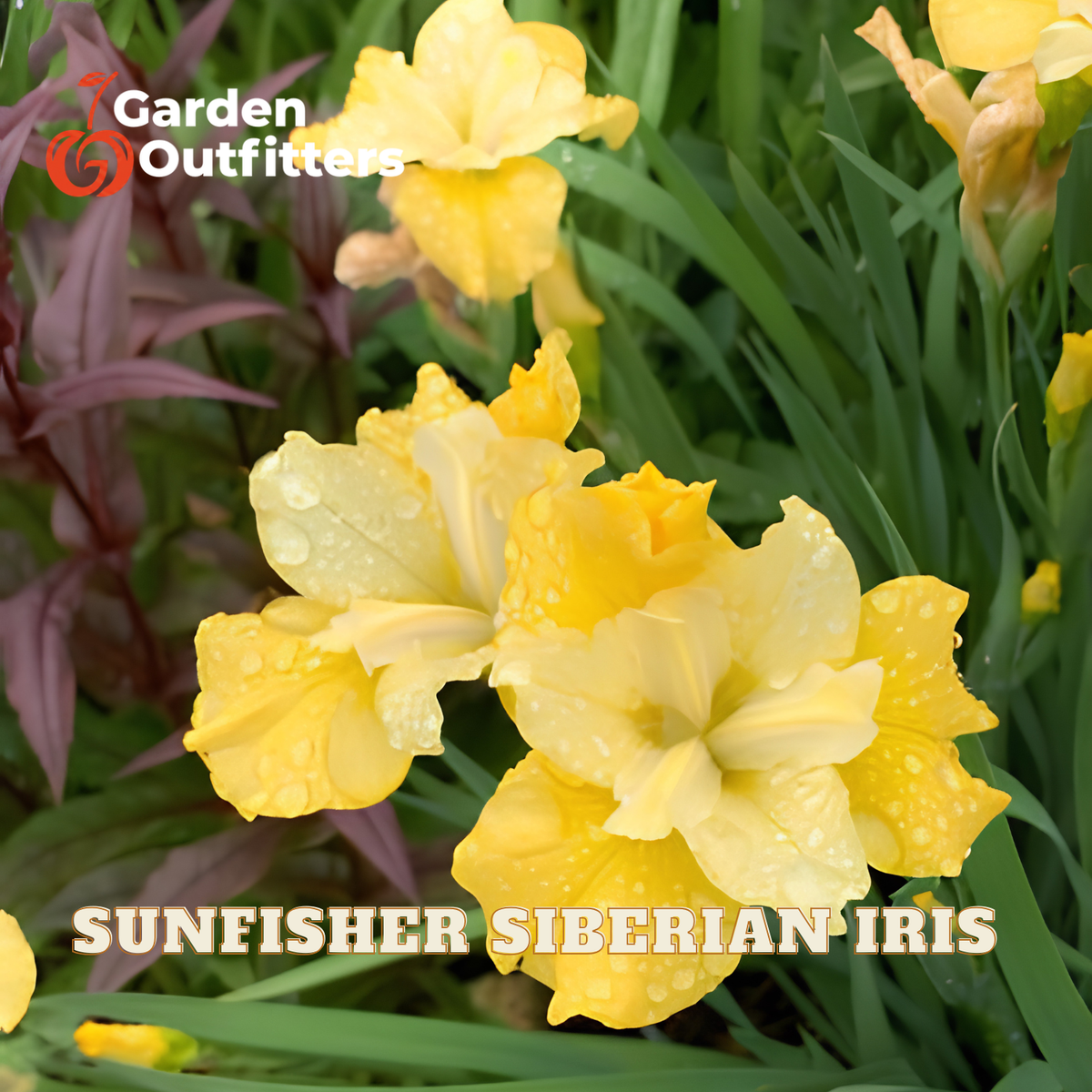 Yellow Siberian iris flowers with water droplets, surrounded by green foliage and some purple plants, with 'Garden Outfitters' and 'SUNFISHER SIBERIAN IRIS' text overlays.