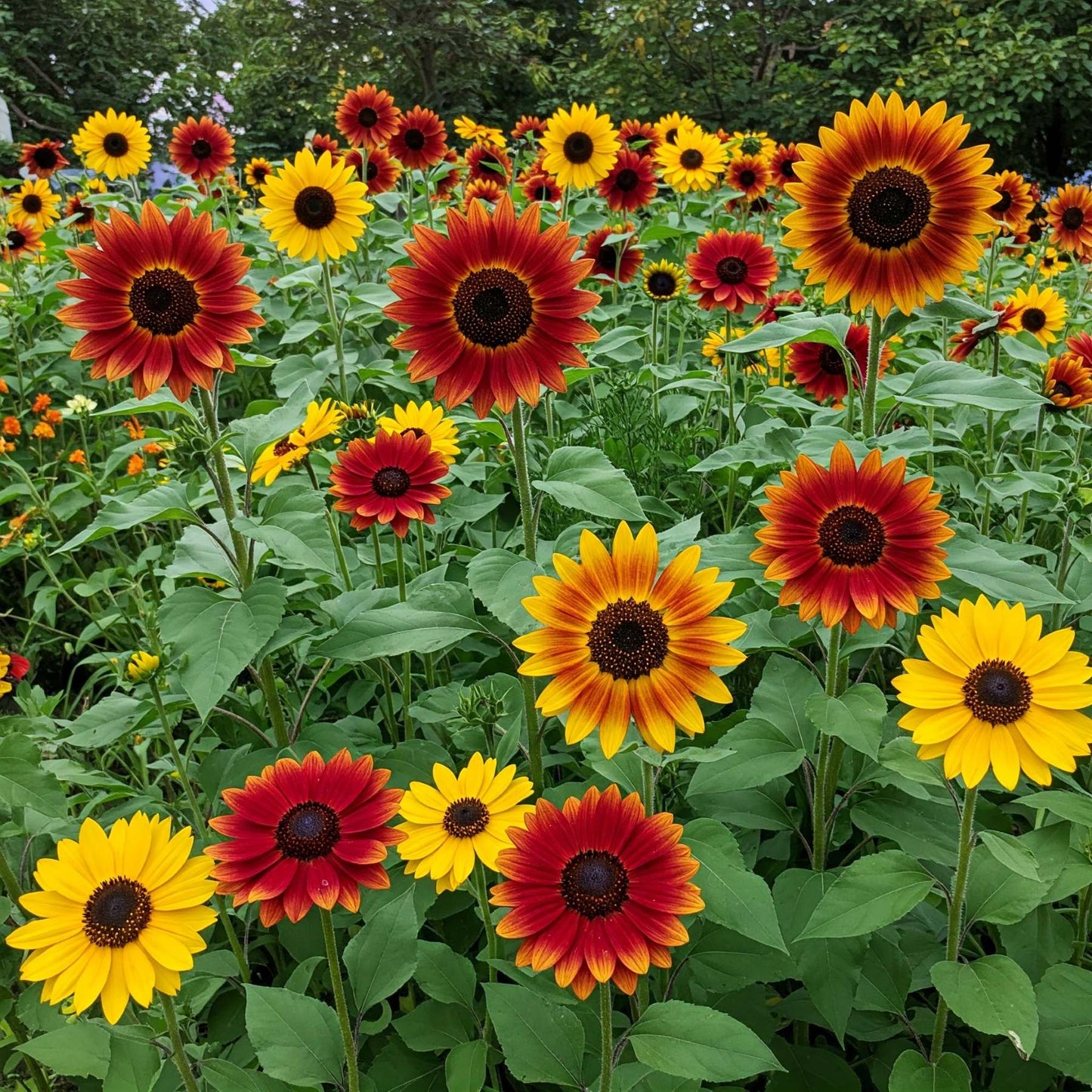 Sunflower Mix Seed