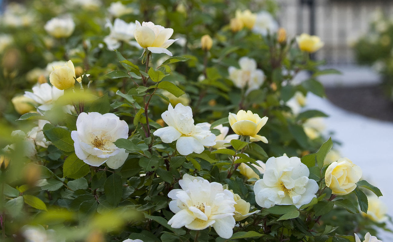 Sunny Knock Out® Rose (ROSE K.O. SUNNY KNOCKOUT) - 3 gallon