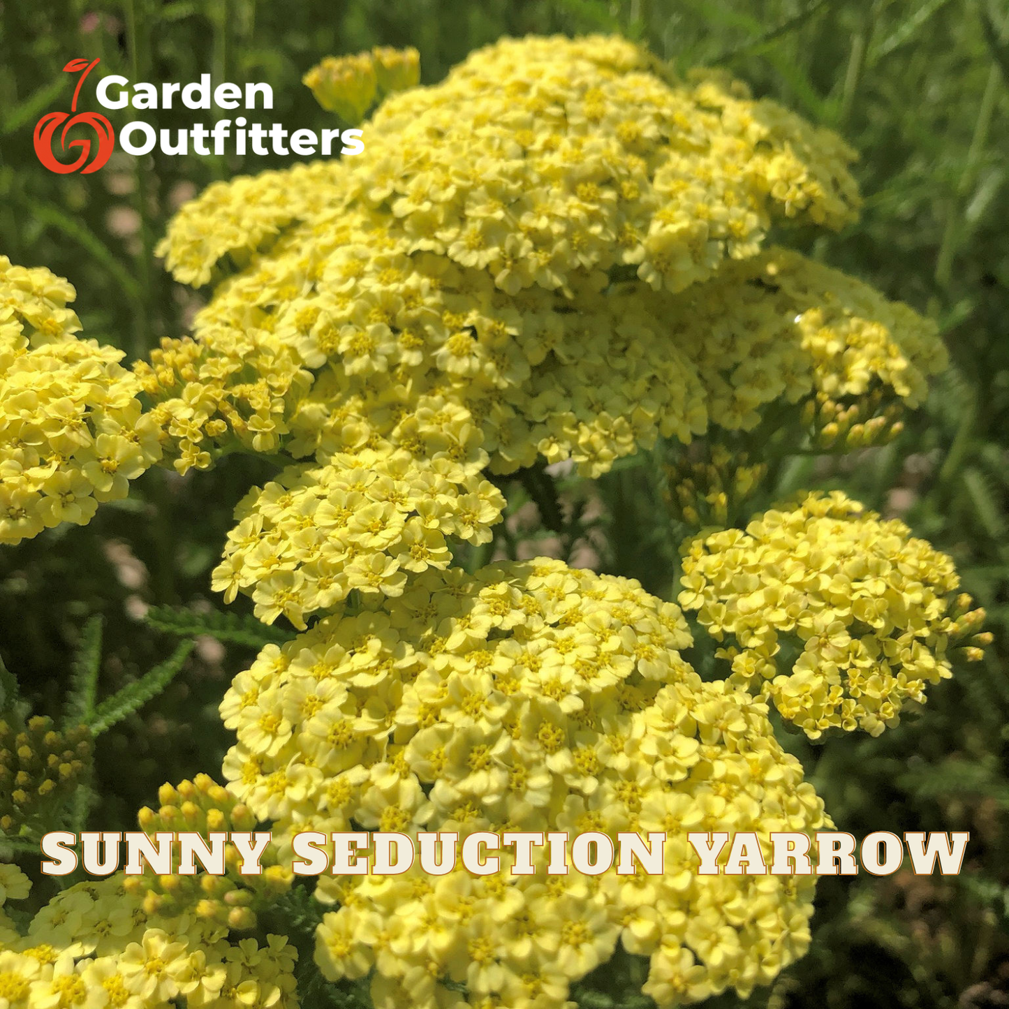 Yellow yarrow flower clusters in full bloom with green foliage, featuring the text 'Garden Outfitters' and 'SUNNY SEDUCTION YARROW'.