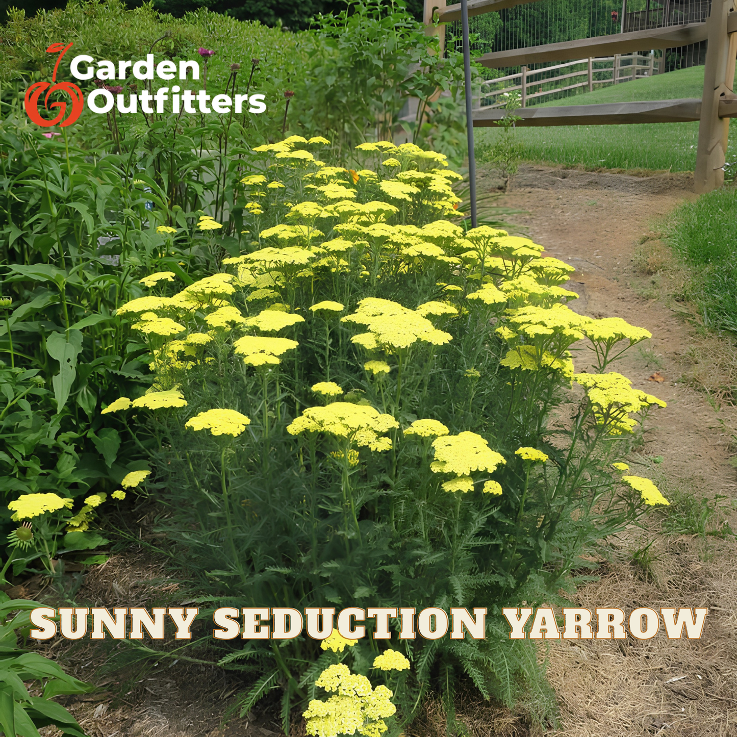 Yellow flowering plants labeled 'Sunny Seduction Yarrow' in a garden bed with a dirt path and fence in the background. 'Garden Outfitters' logo is visible in the top left.