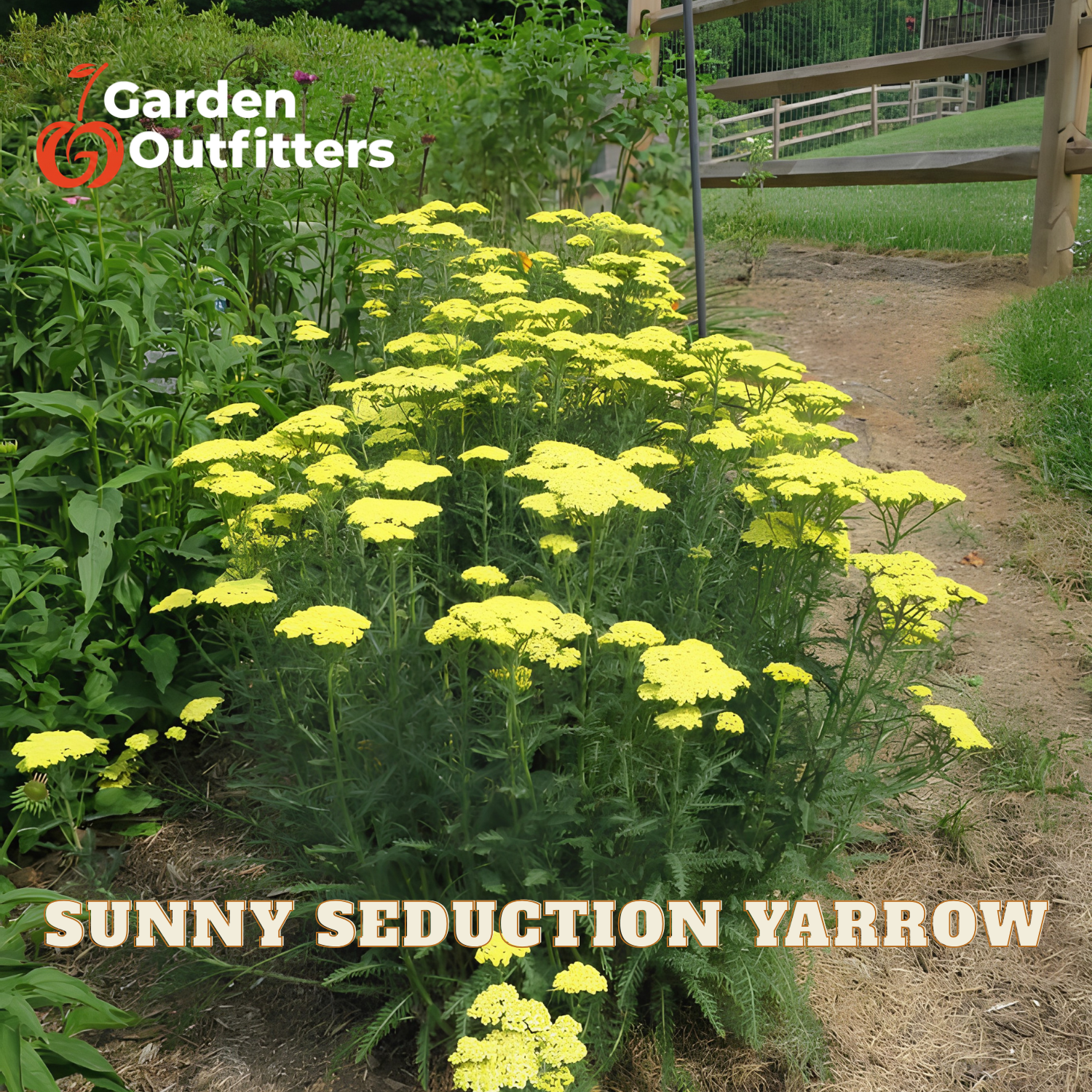 Yellow flowering plants labeled 'Sunny Seduction Yarrow' in a garden bed with a dirt path and fence in the background. 'Garden Outfitters' logo is visible in the top left.