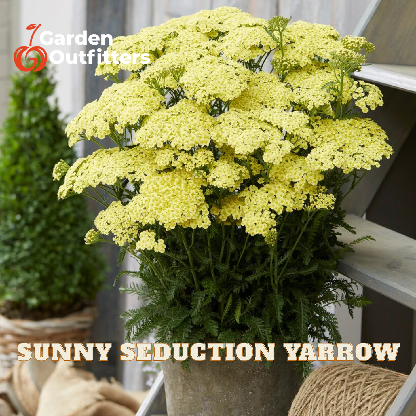 A potted yellow yarrow plant with dense clusters of small pale yellow flowers and green foliage, shown in a rustic pot on a porch with the text 'SUNNY SEDUCTION YARROW' and a Garden Outfitters logo.