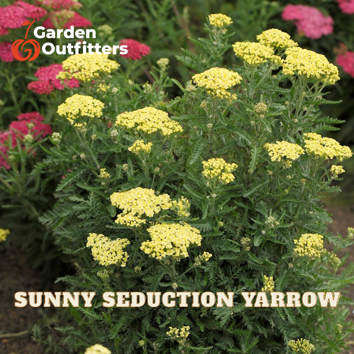 A close-up of a flowering plant with many small yellow blossoms and green foliage, with pink flowers blurred in the background. Text at the top left reads 'Garden Outfitters' and text at the bottom reads 'SUNNY SEDUCTION YARROW'.