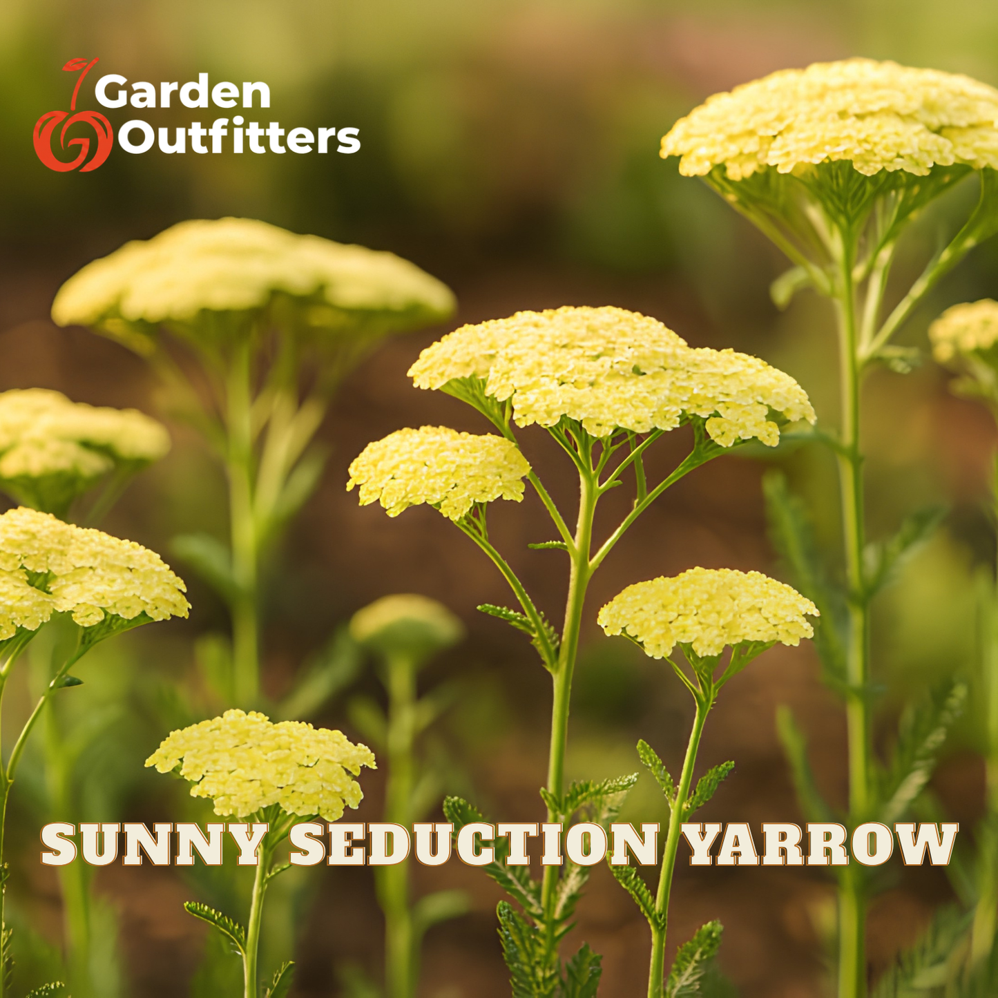 Yellow yarrow flowers blooming on green stems with the text 'SUNNY SEDUCTION YARROW' and the Garden Outfitters logo visible.