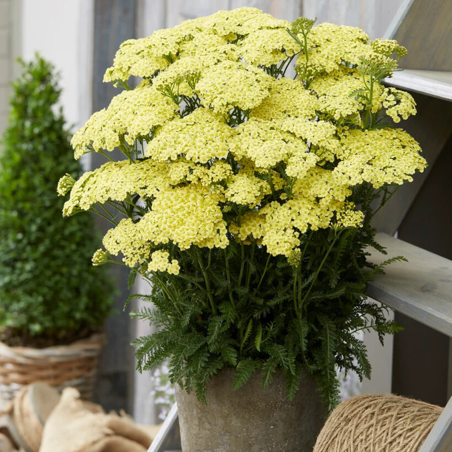 A potted yellow flower plant with dense clusters of small pale yellow blossoms and green foliage, shown in a rustic pot on a porch with other plants and burlap in the background.