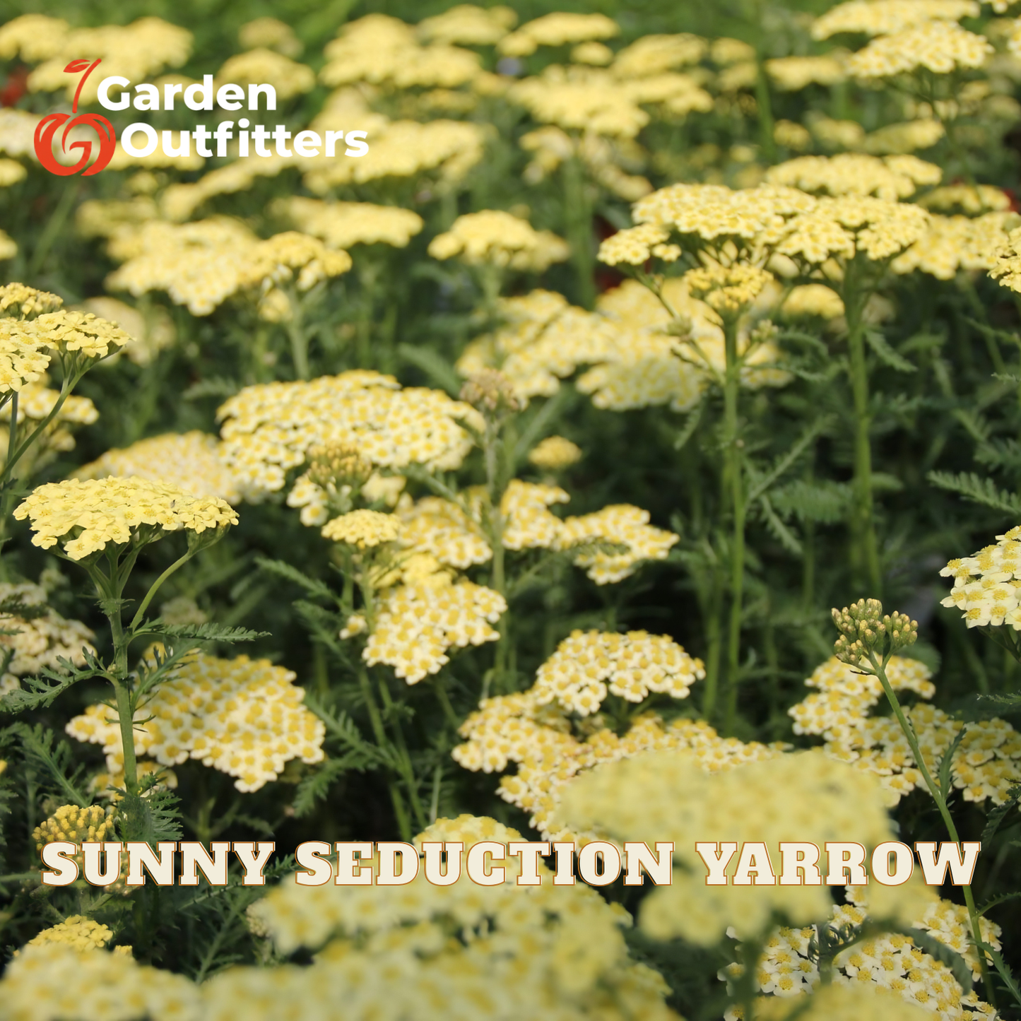 Yellow yarrow flowers blooming in a dense patch, with the text 'SUNNY SEDUCTION YARROW' and a 'Garden Outfitters' logo overlaid on the image.