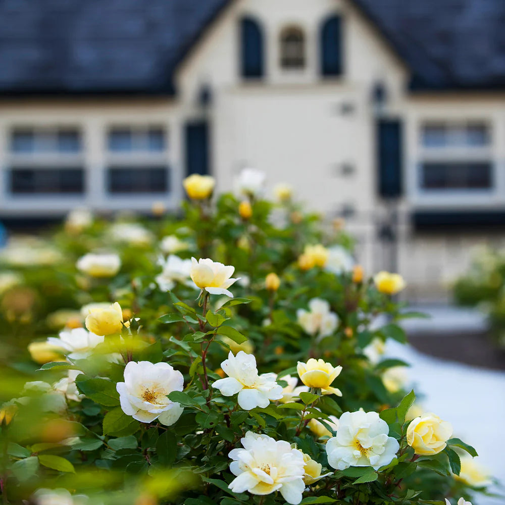 Sunny Knock Out® Rose (ROSE K.O. SUNNY KNOCKOUT) - 3 gallon