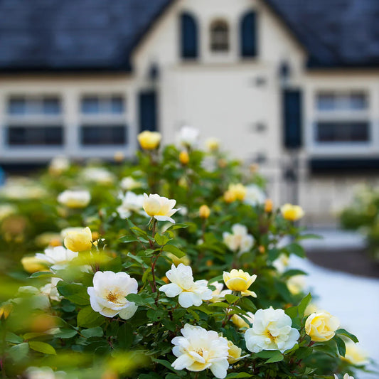 Sunny Knock Out® Rose (ROSE K.O. SUNNY KNOCKOUT) - 3 gallon