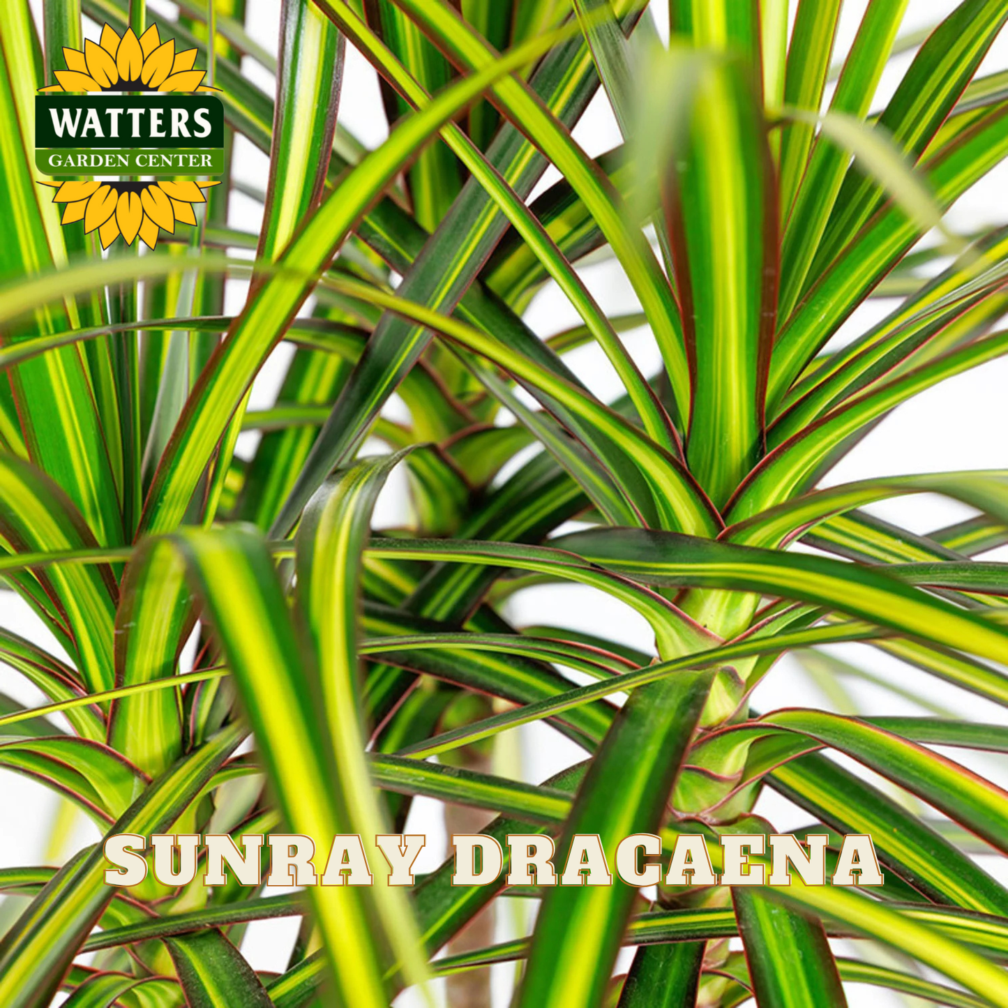 Sunray Dracaena plant with Watters Garden Center branding.