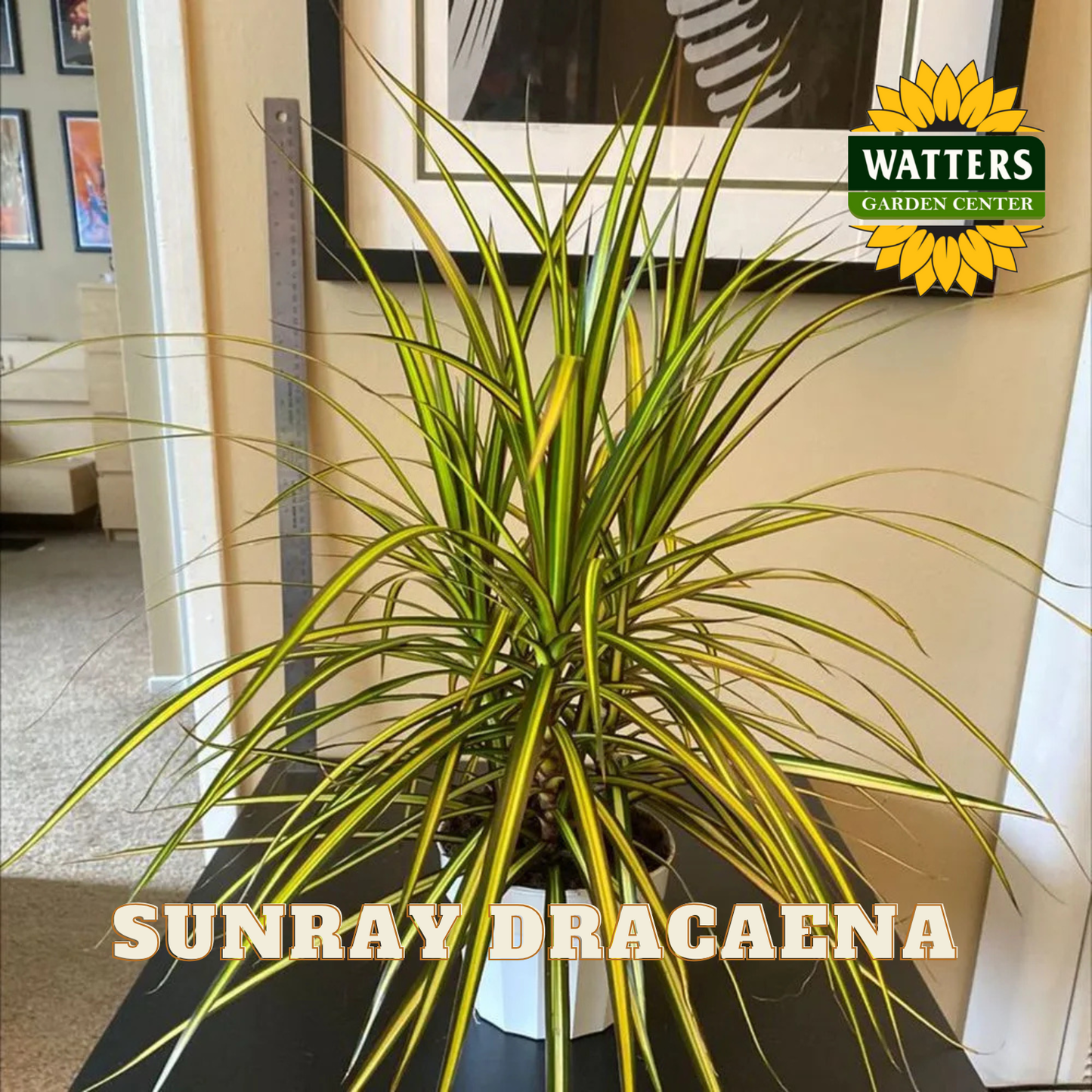 Sunray Dracaena plant in a pot with Watters Garden Center branding.