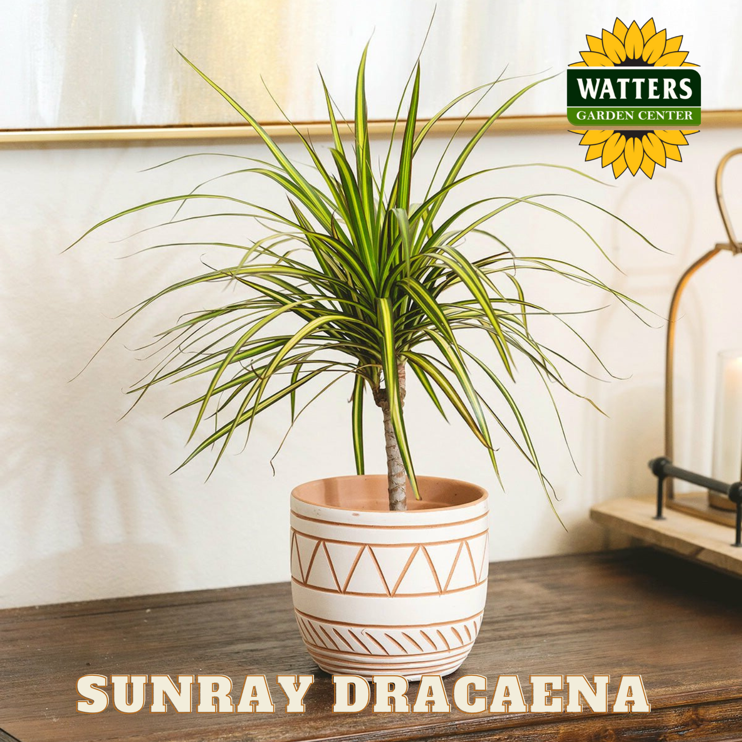 Sunray Dracaena plant in a pot on a wooden surface with Watters Garden Center branding.