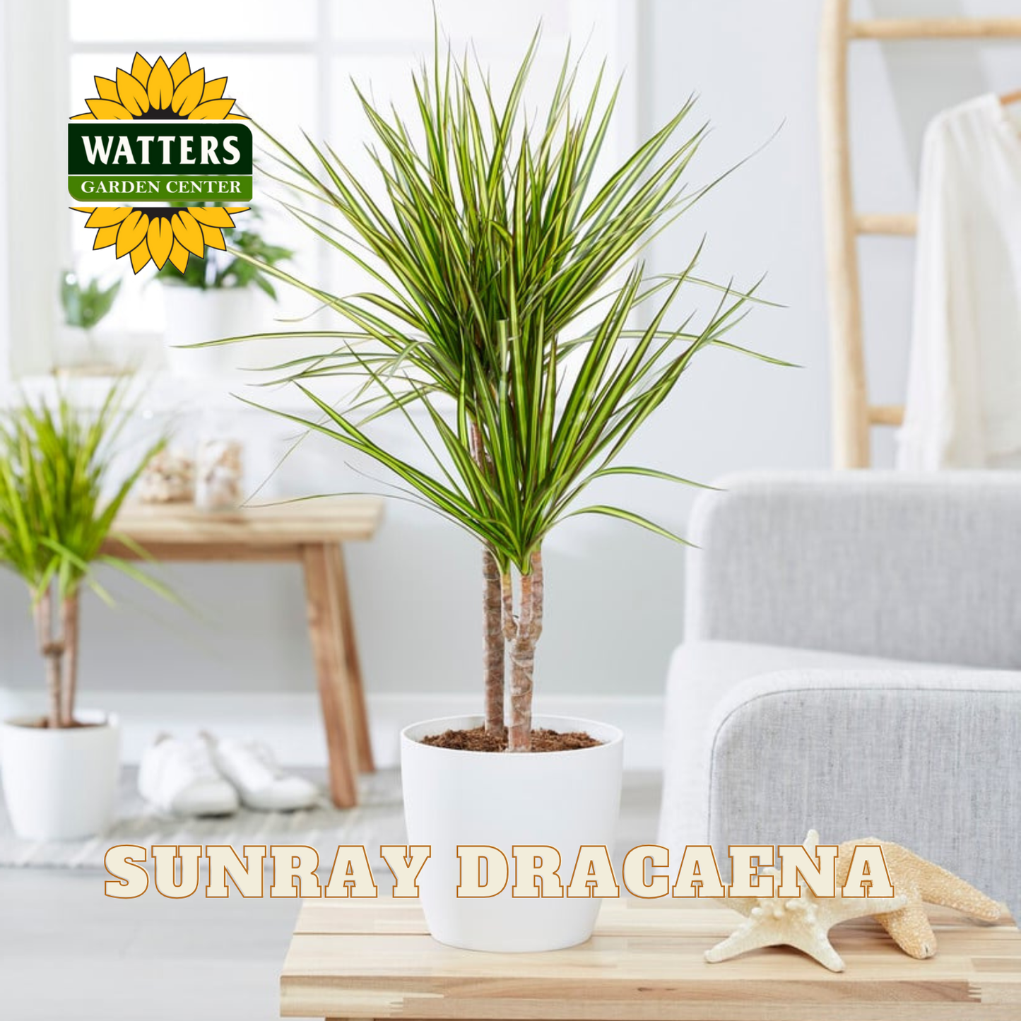 Sunray Dracaena plant in a pot on a table with Watters Garden Center logo.