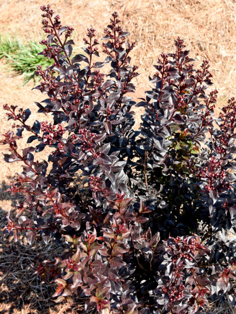 SUNSET MAGIC CRAPE MYRTLE 2gal