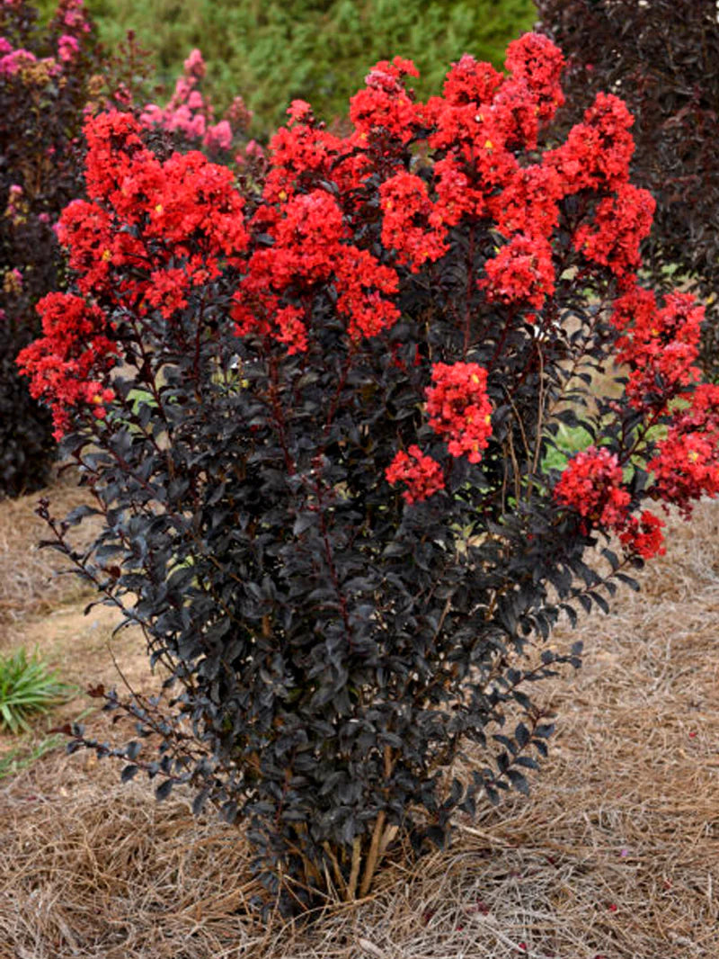 SUNSET MAGIC CRAPE MYRTLE 2gal