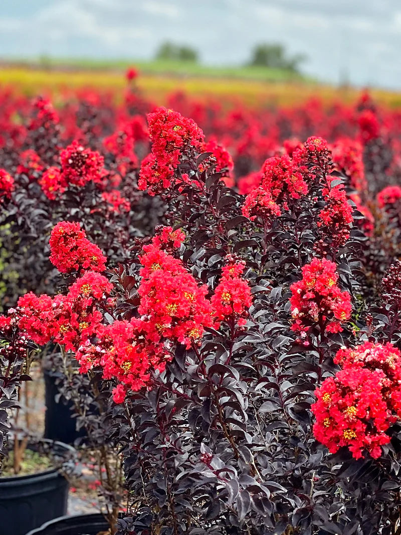 SUNSET MAGIC CRAPE MYRTLE 2gal