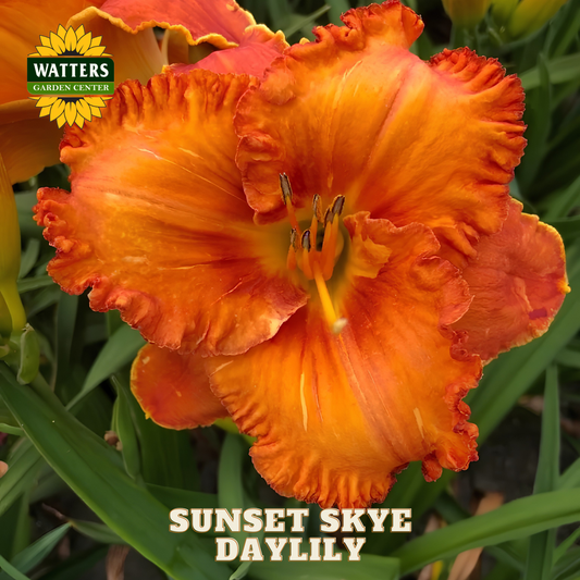 SUNSET SKYE DAYLILY 1gal