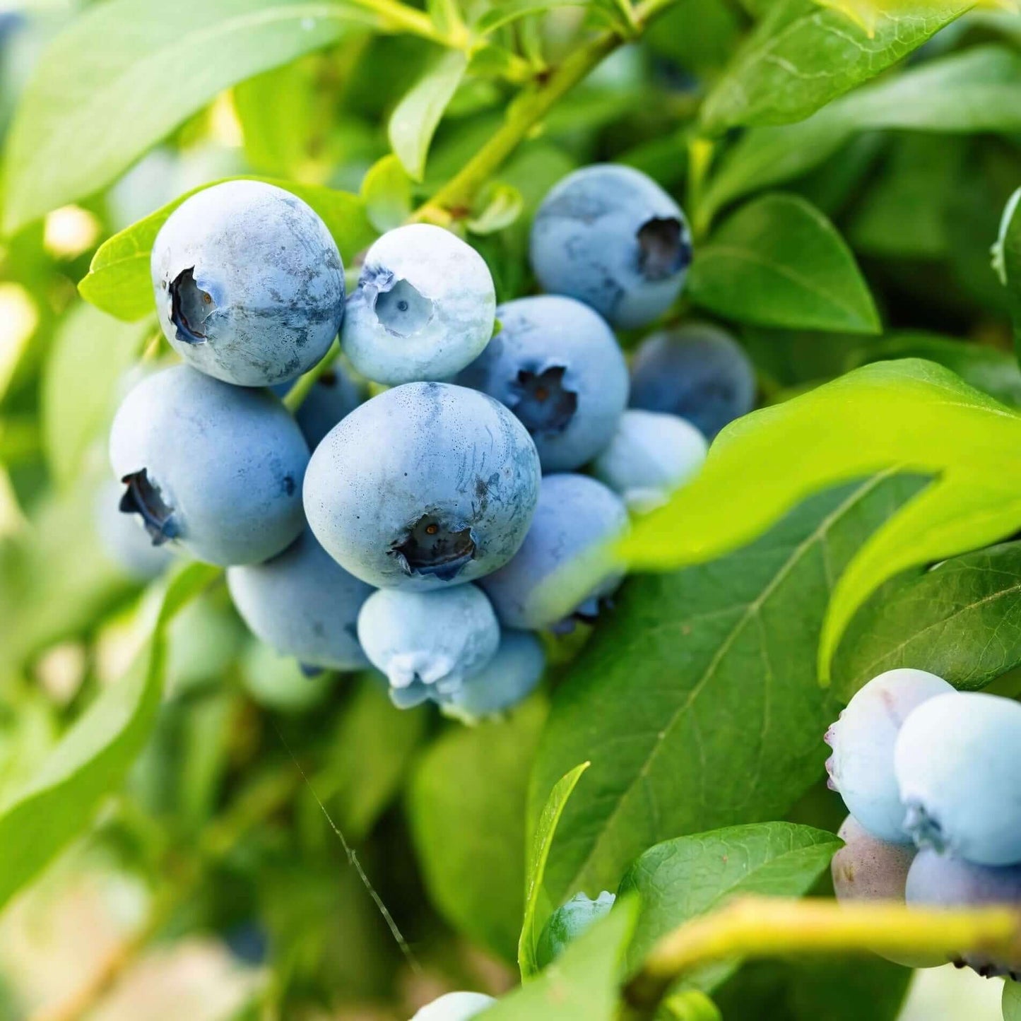 SUNSHINE BLUE BLUEBERRY 1gal