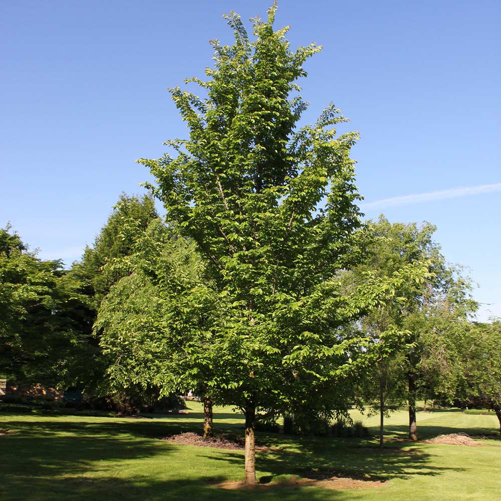 EMERALD SUNSHINE ELM TREE 10gal