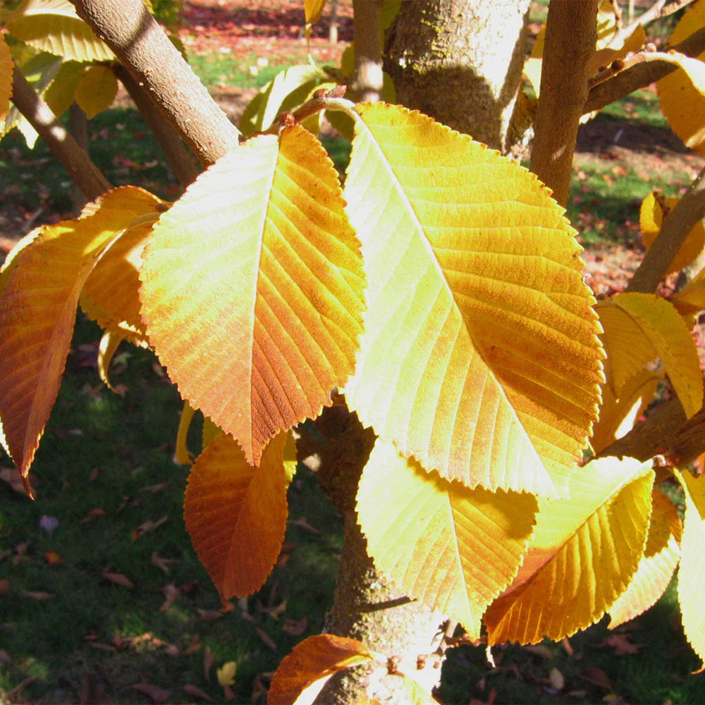 EMERALD SUNSHINE ELM TREE 10gal