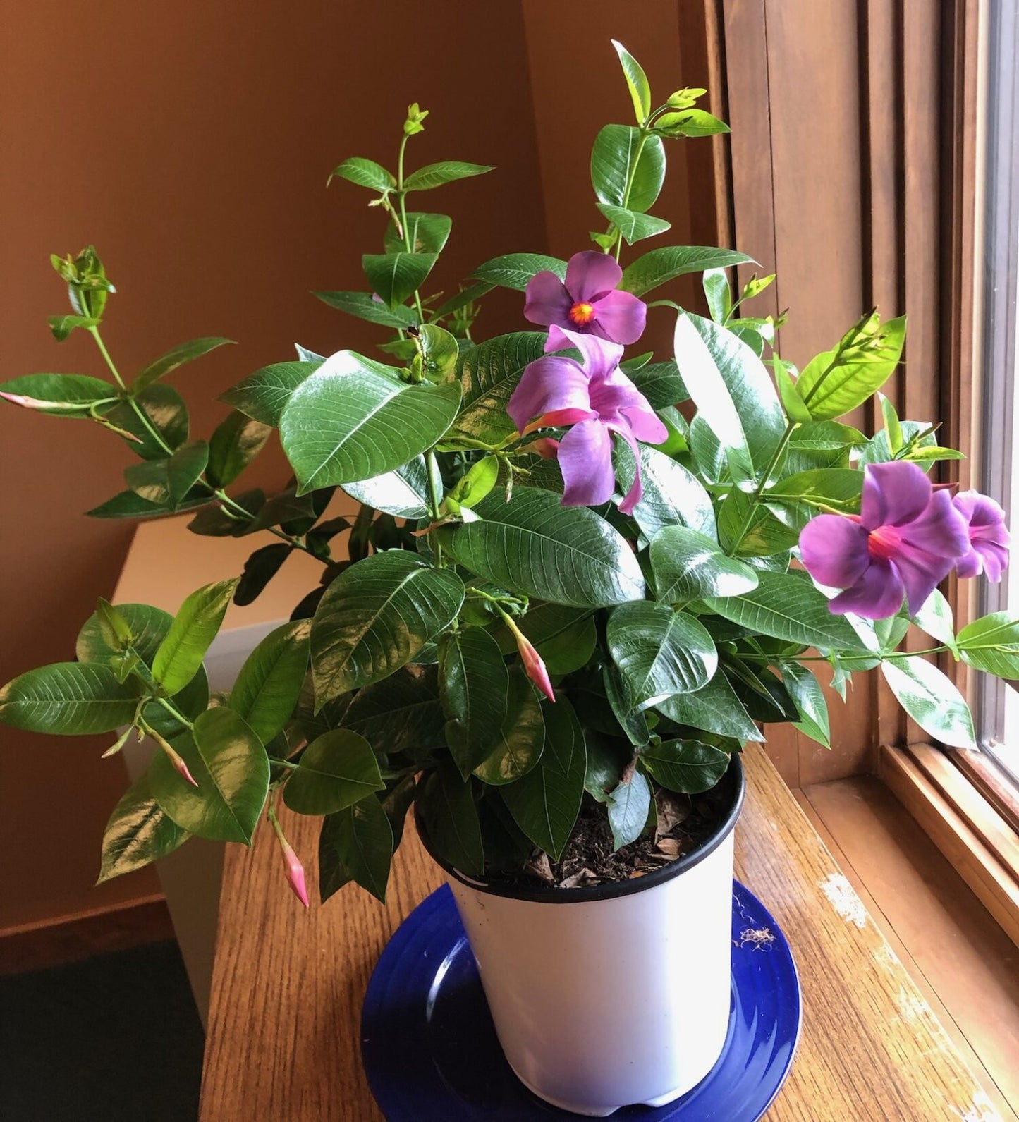 BLUEPHORIA MANDEVILLA 2gal