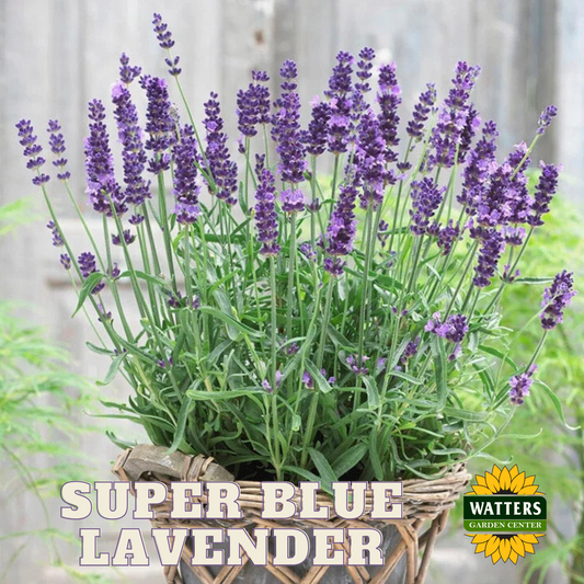 SUPERBLUE LAVENDER 2gal