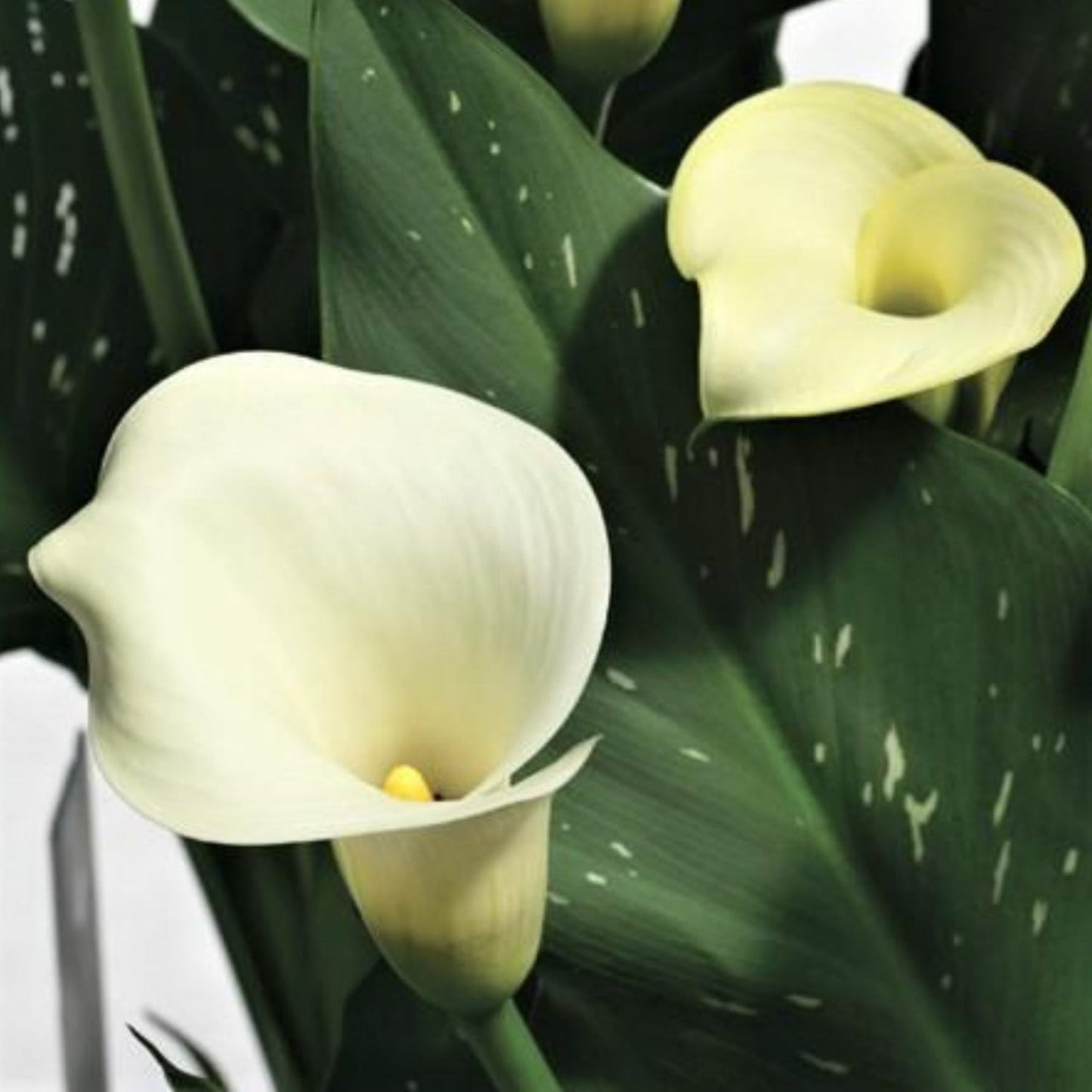 Calla - Tuxedo Collection