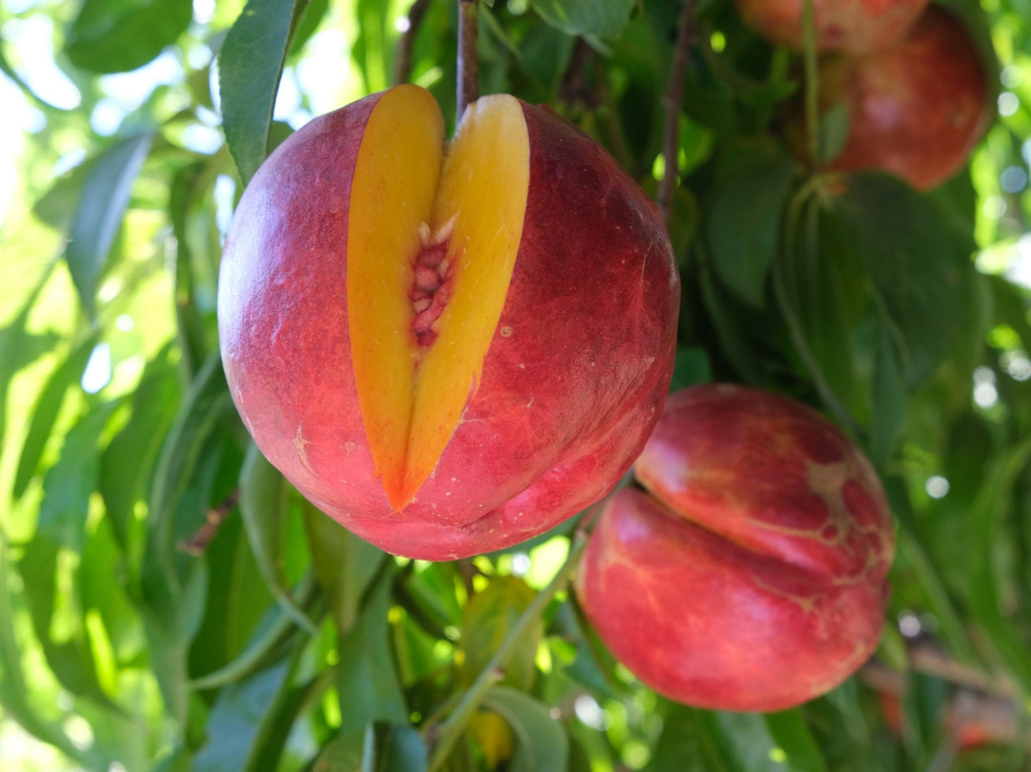 RED GOLD NECTARINE TREE 5gal