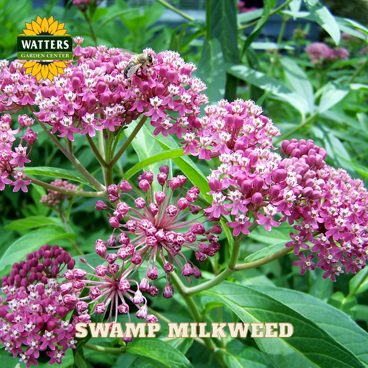 Pink swamp milkweed flowers with a bee on a green leafy background, featuring Watters Garden Center branding.