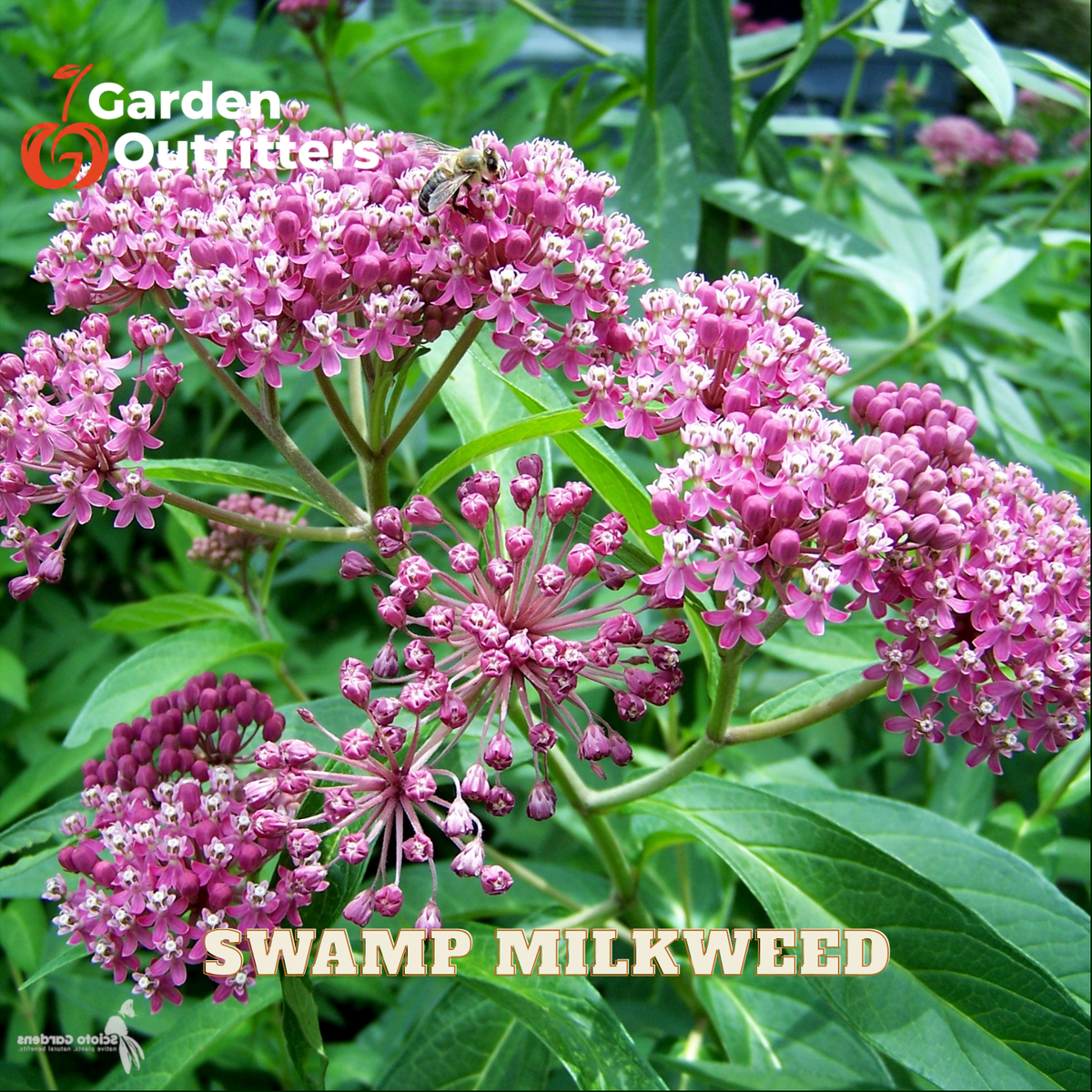 Close-up of Swamp Milkweed flowers in pink and white clusters with green leaves, a bee on one flower cluster, and Garden Outfitters branding with 'SWAMP MILKWEED' text overlay.