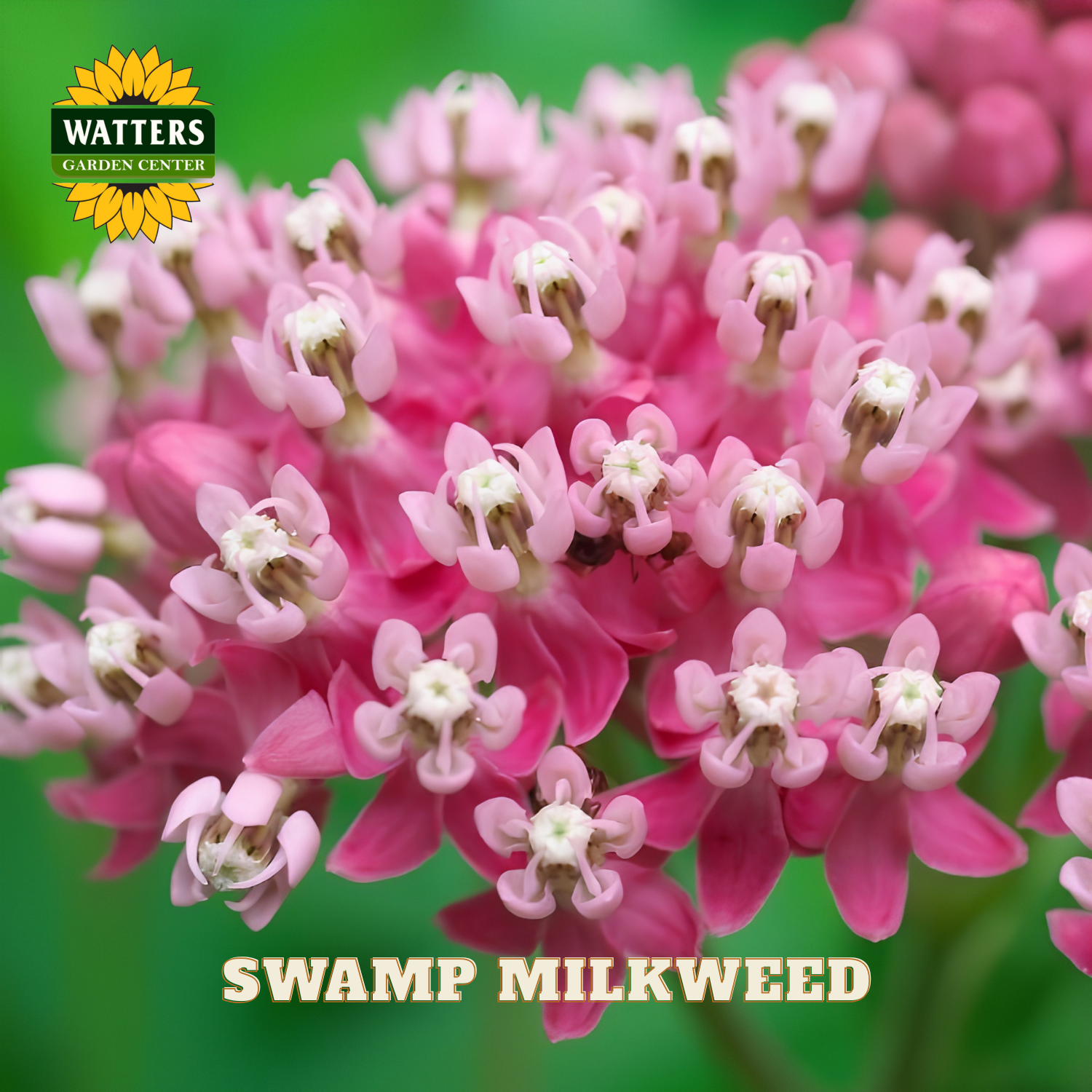 Close-up of pink swamp milkweed flowers with Watters Garden Center logo.