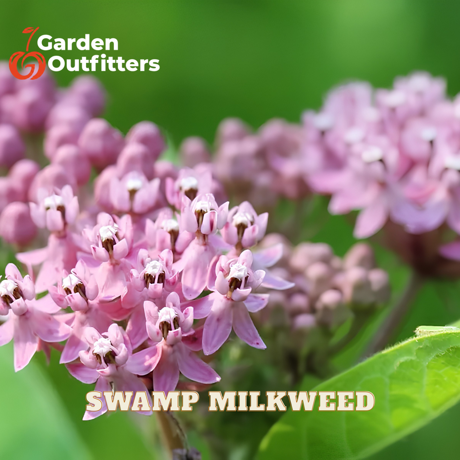 Pink swamp milkweed flowers with green leaves, featuring the Garden Outfitters logo in the top left and 'SWAMP MILKWEED' text at the bottom.