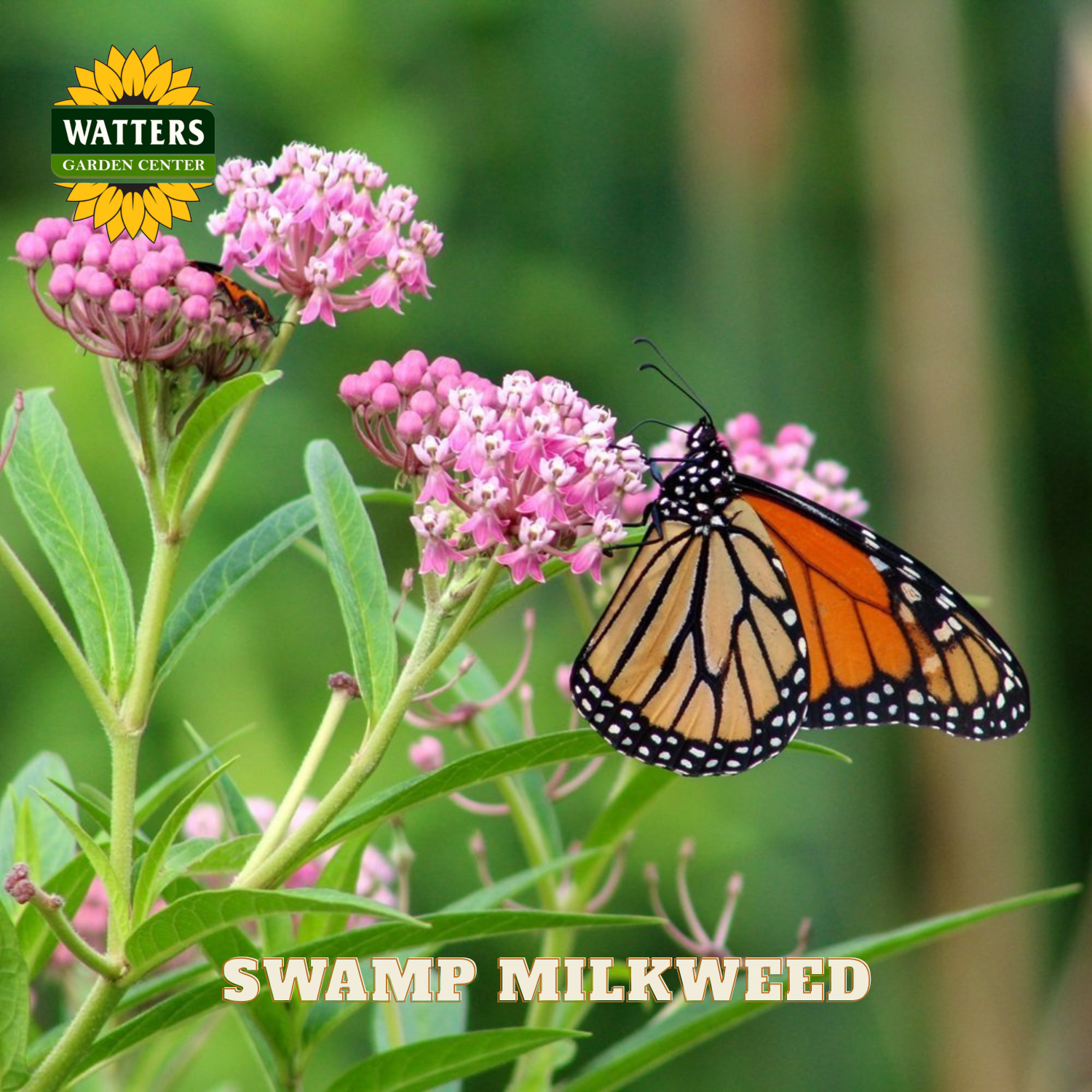 Butterfly on pink swamp milkweed flowers with Watters Garden Center logo.
