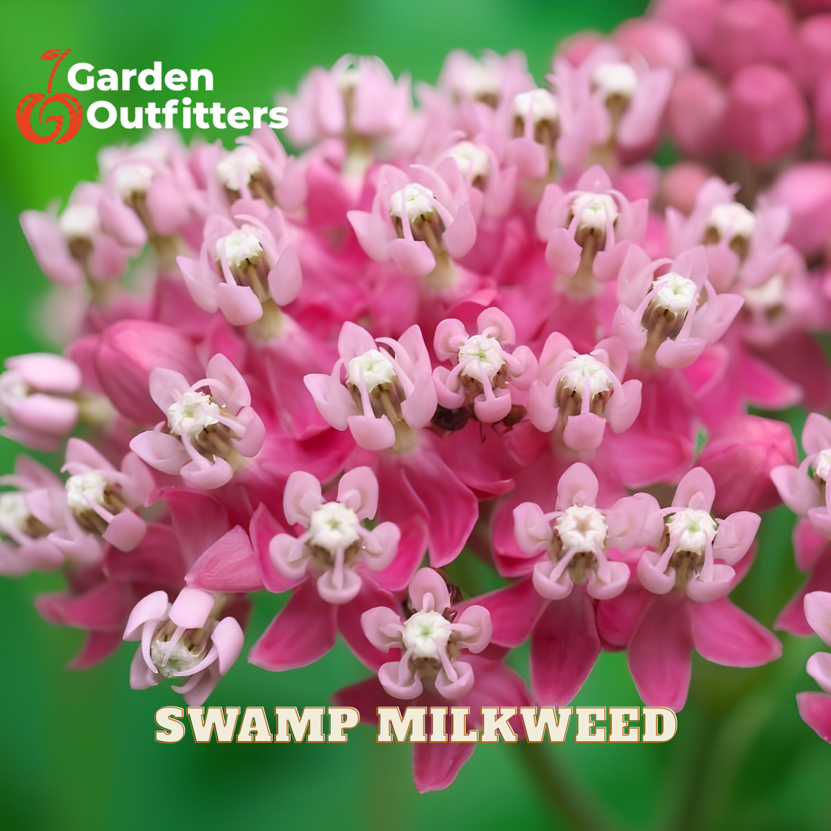 Close-up of pink swamp milkweed flowers with white centers and green foliage, with the text 'Garden Outfitters' and 'SWAMP MILKWEED' overlaid on the image.