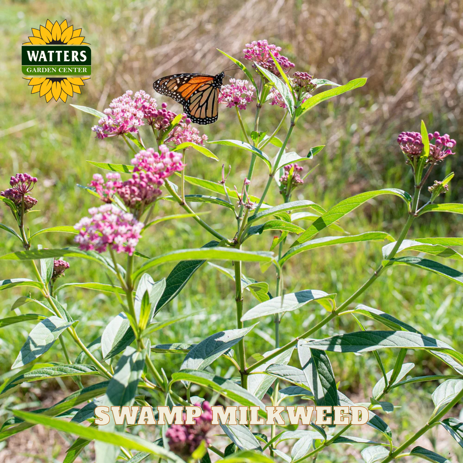 Butterfly on pink swamp milkweed flowers with Watters Garden Center logo.