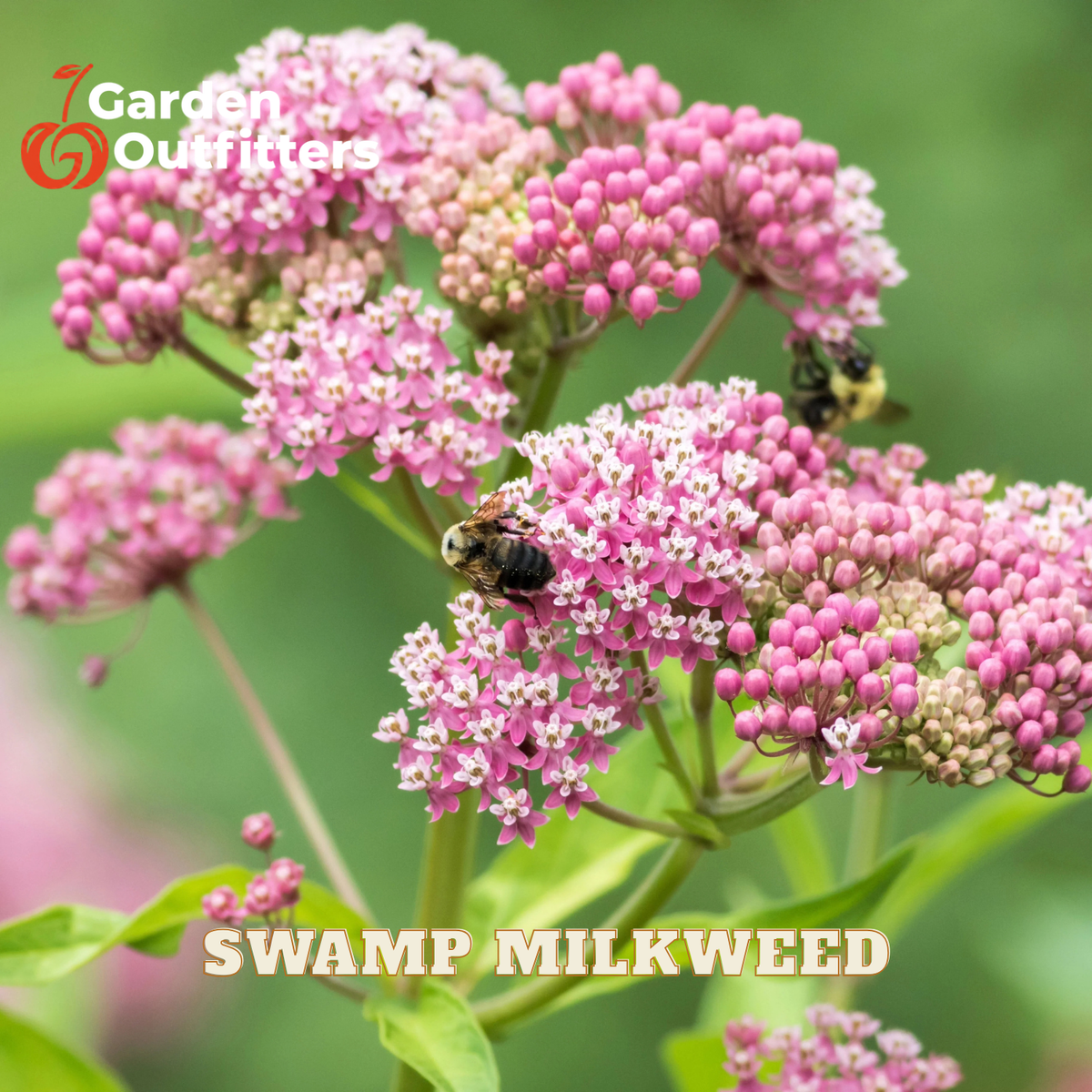 Pink and white swamp milkweed flowers with green leaves, shown with two bees pollinating the blooms. The text 'Garden Outfitters' appears in the top left, and 'SWAMP MILKWEED' is written at the bottom.