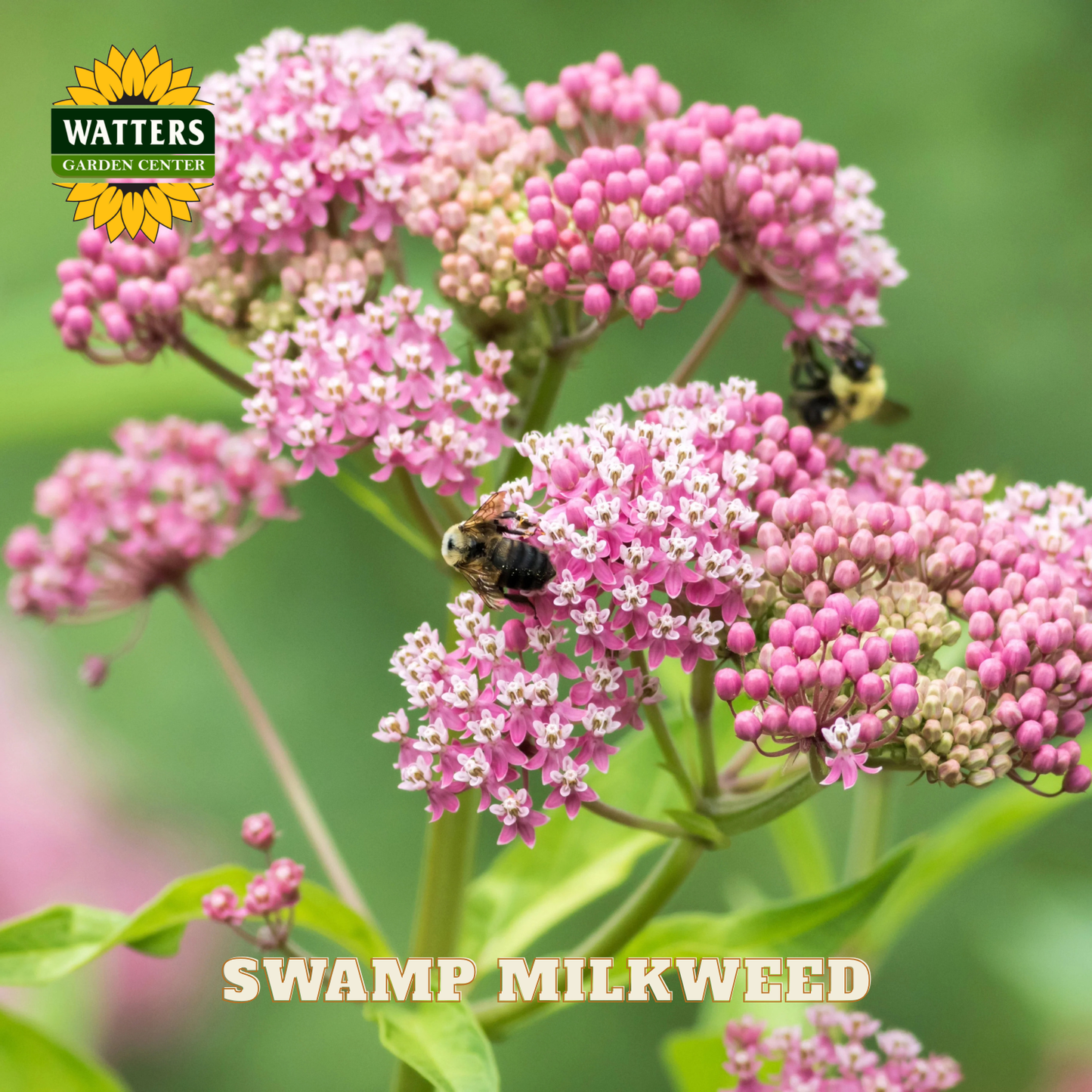 Pink swamp milkweed flowers with a bee, branded with Watters Garden Center.