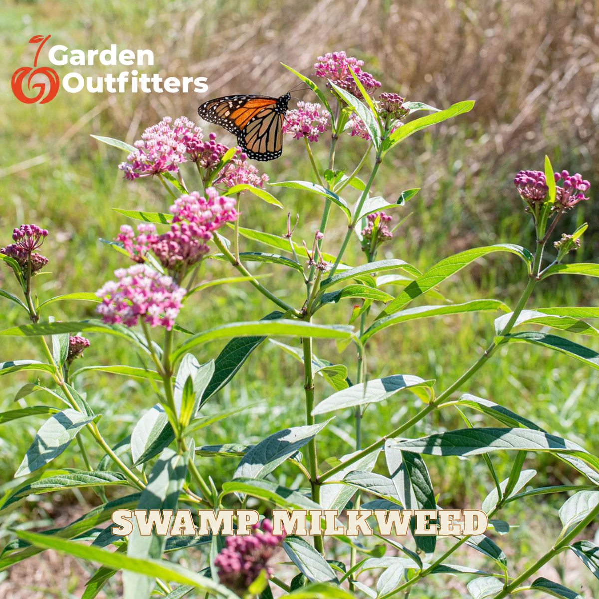 Swamp milkweed plant with clusters of pink flowers and green leaves, shown outdoors with a monarch butterfly resting on one bloom. A Garden Outfitters logo appears in the top left, and 'SWAMP MILKWEED' is written across the bottom.