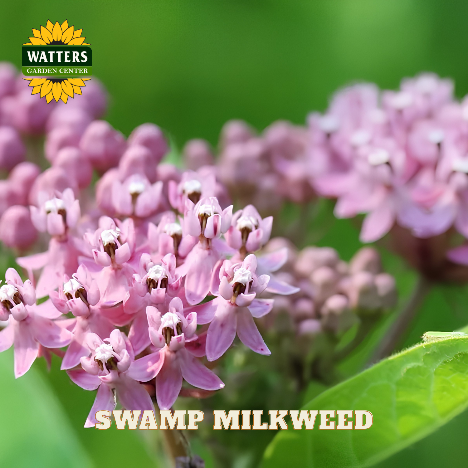 Close-up of pink swamp milkweed flowers with Watters Garden Center logo.