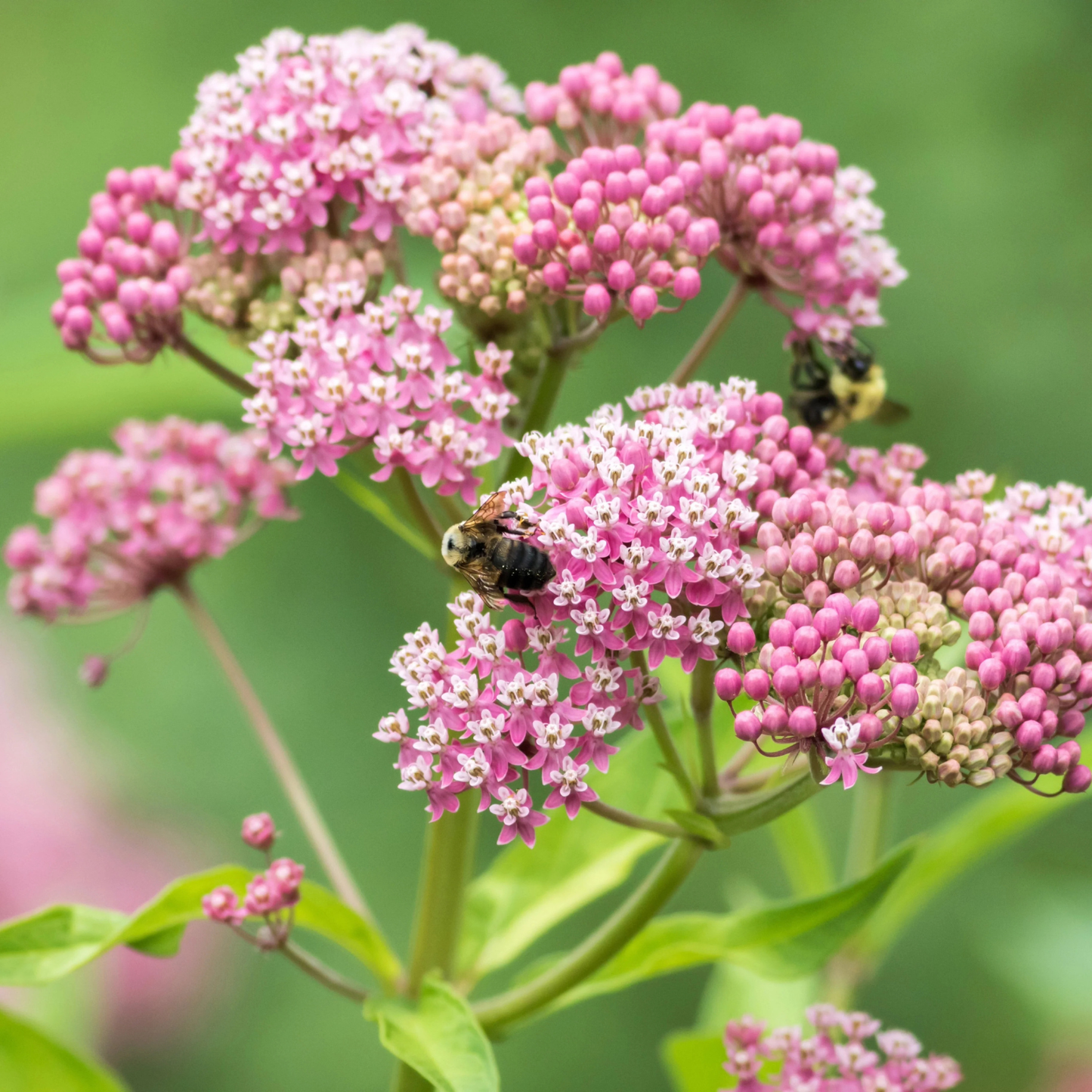 Pink milkweed flowers with green leaves and two bees on a soft green blurred background.