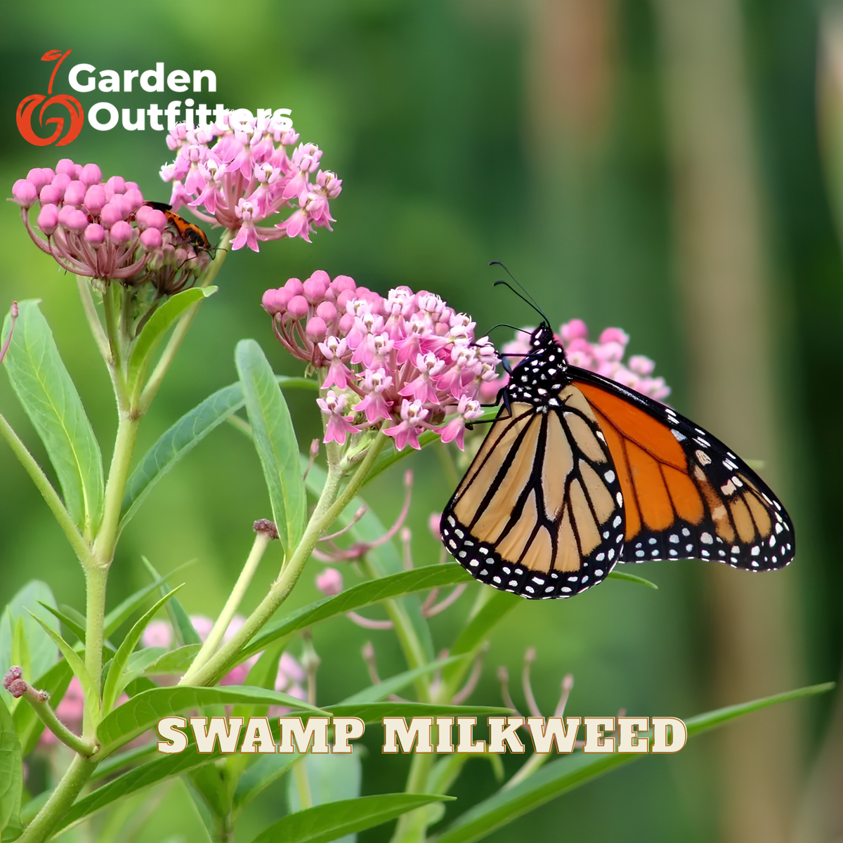 Swamp milkweed plants with pink flowers and a monarch butterfly in a garden setting, with Garden Outfitters branding and 'SWAMP MILKWEED' text overlaid.