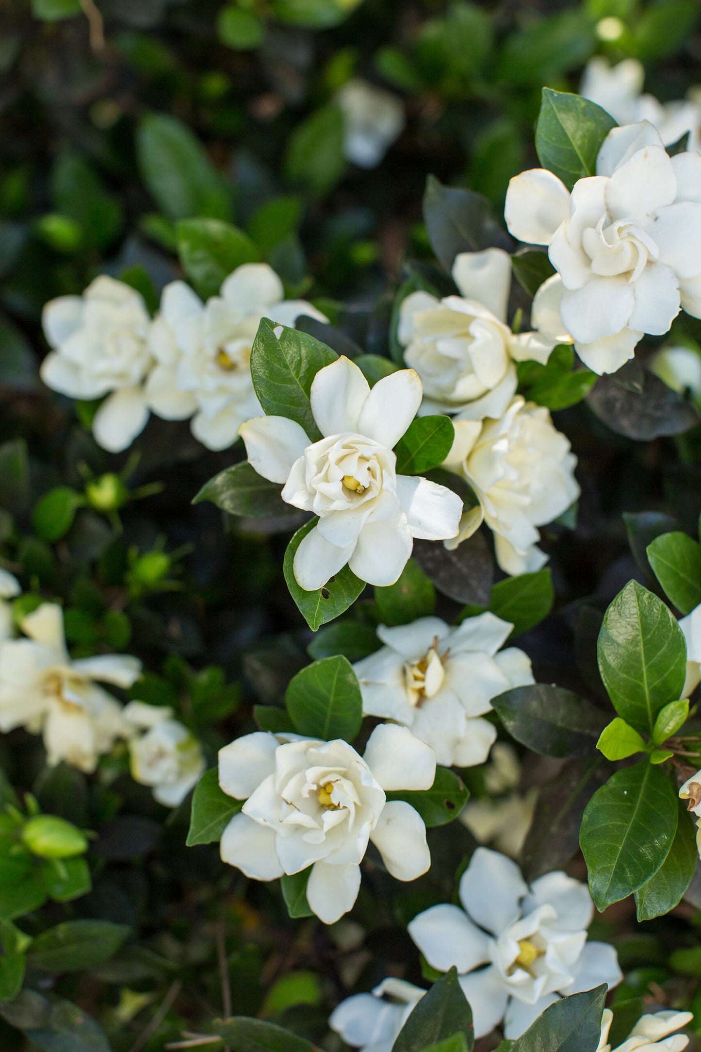 SWEET STAR GARDENIA 2gal