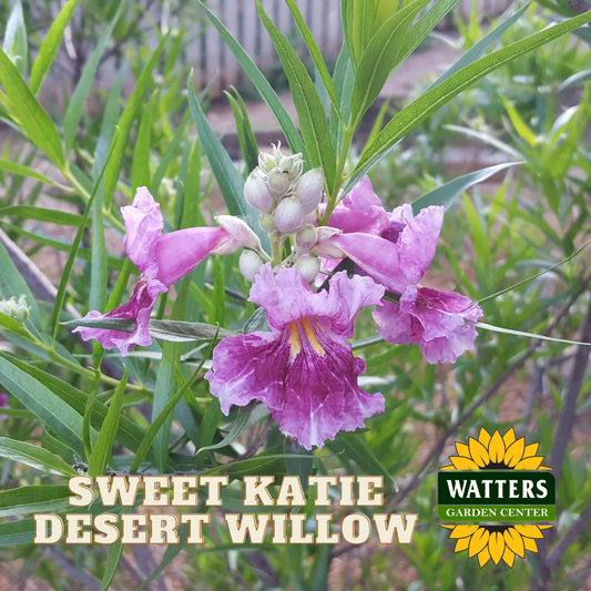 SWEET BUDDA DESERT WILLOW 5gal