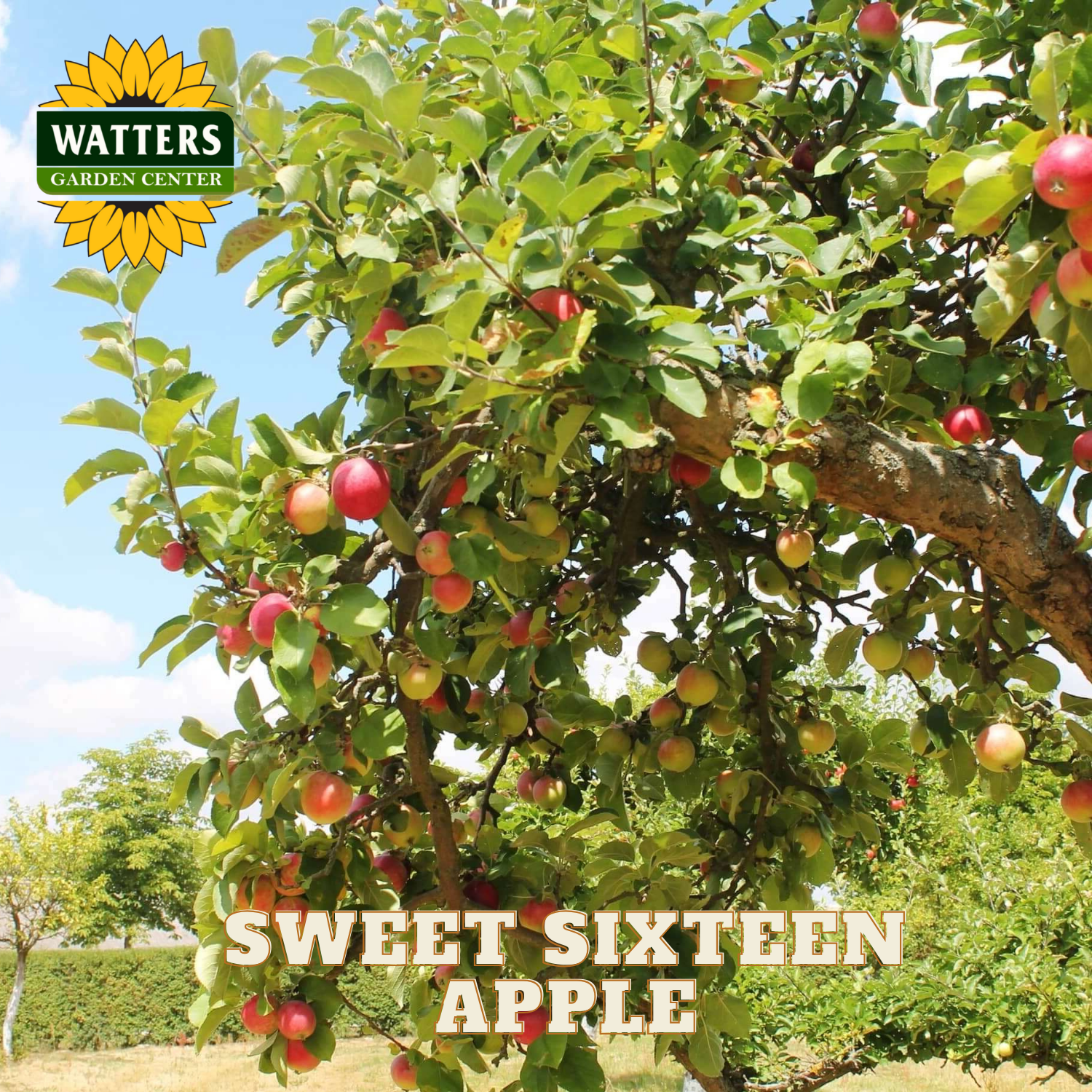 Apple tree with ripe apples and Watters Garden Center logo in the background
