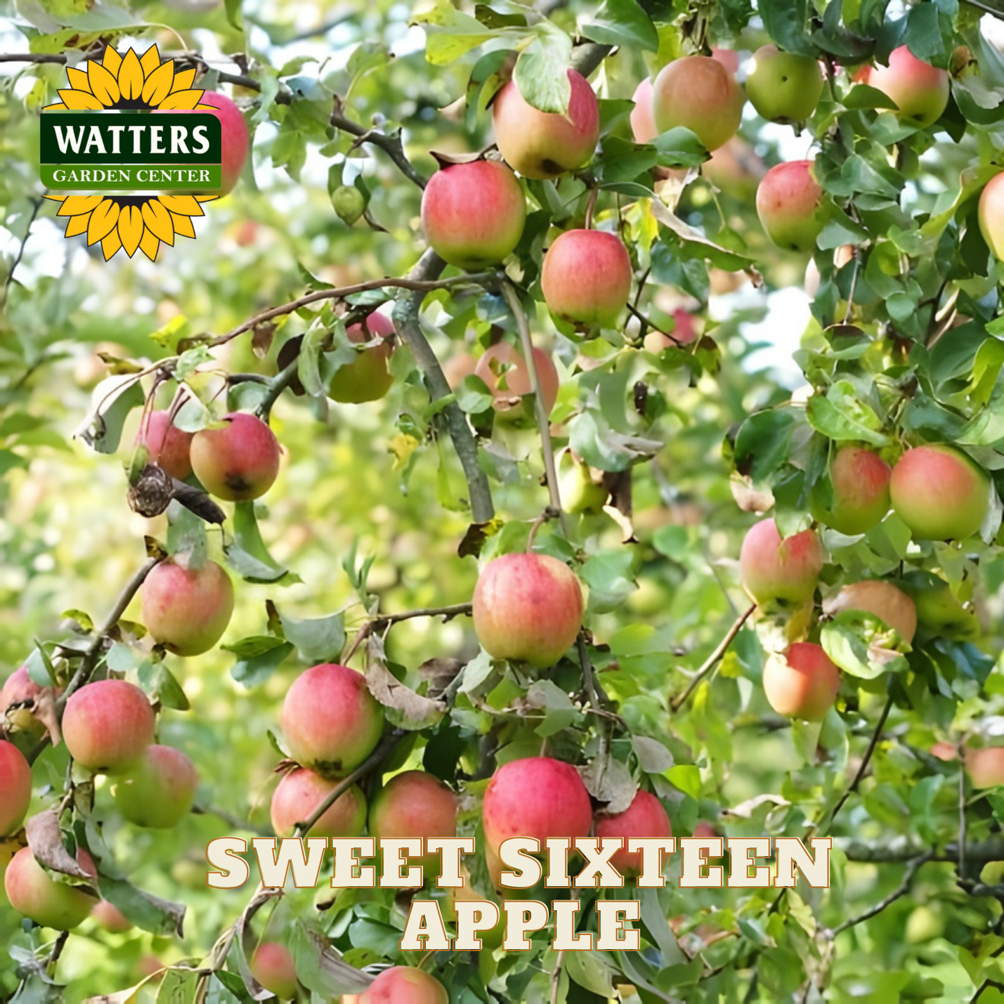 Apples on a tree with Watters Garden Center logo and 'Sweet Sixteen Apple' text.