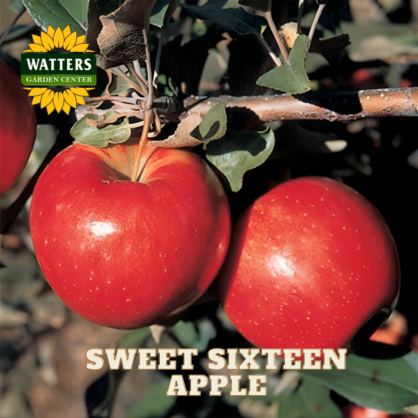 Two red apples on a branch with 'Watters Garden Center' logo and 'Sweet Sixteen Apple' text.