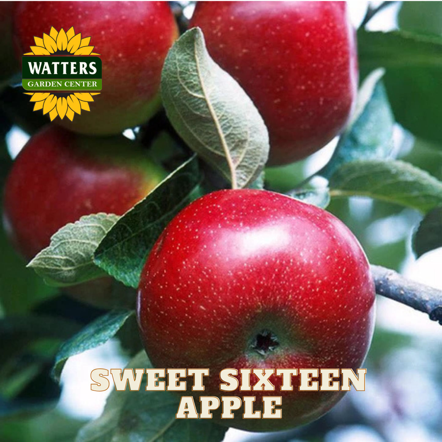 Red apples on a branch with 'Watters Garden Center' logo and 'Sweet Sixteen Apple' text.