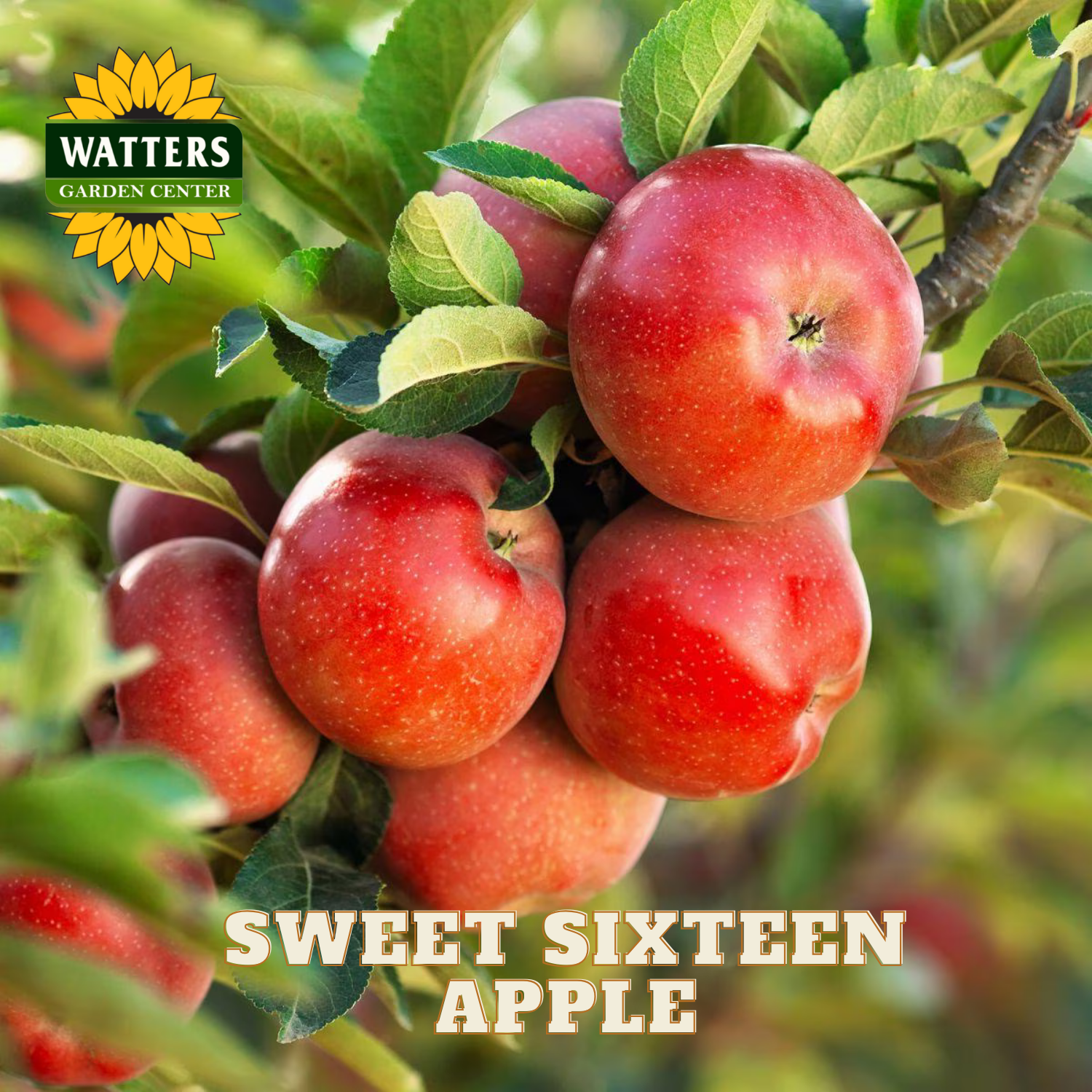 Red apples on a tree branch with 'Watters Garden Center' logo and 'Sweet Sixteen Apple' text.