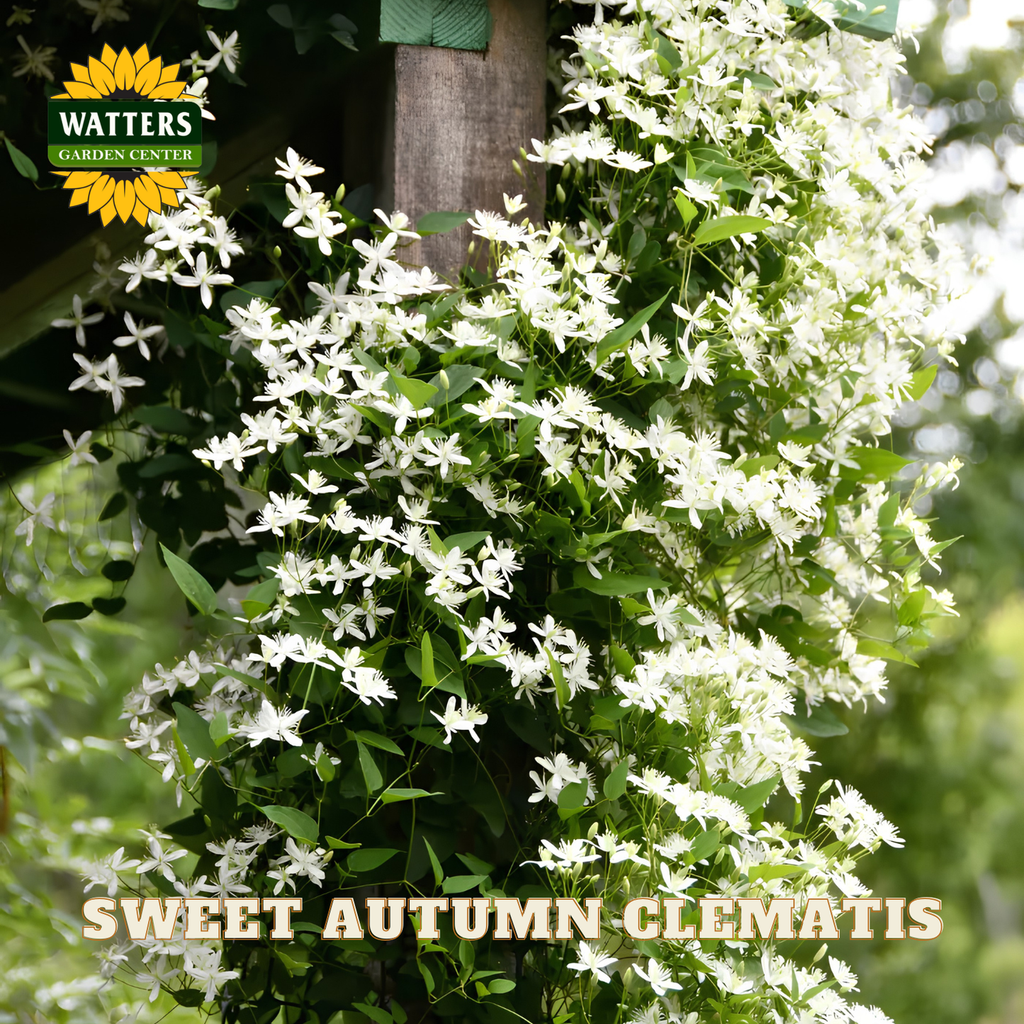 Sweet Autumn Clematis plant with white flowers and green leaves, branded with Watters Garden Center.