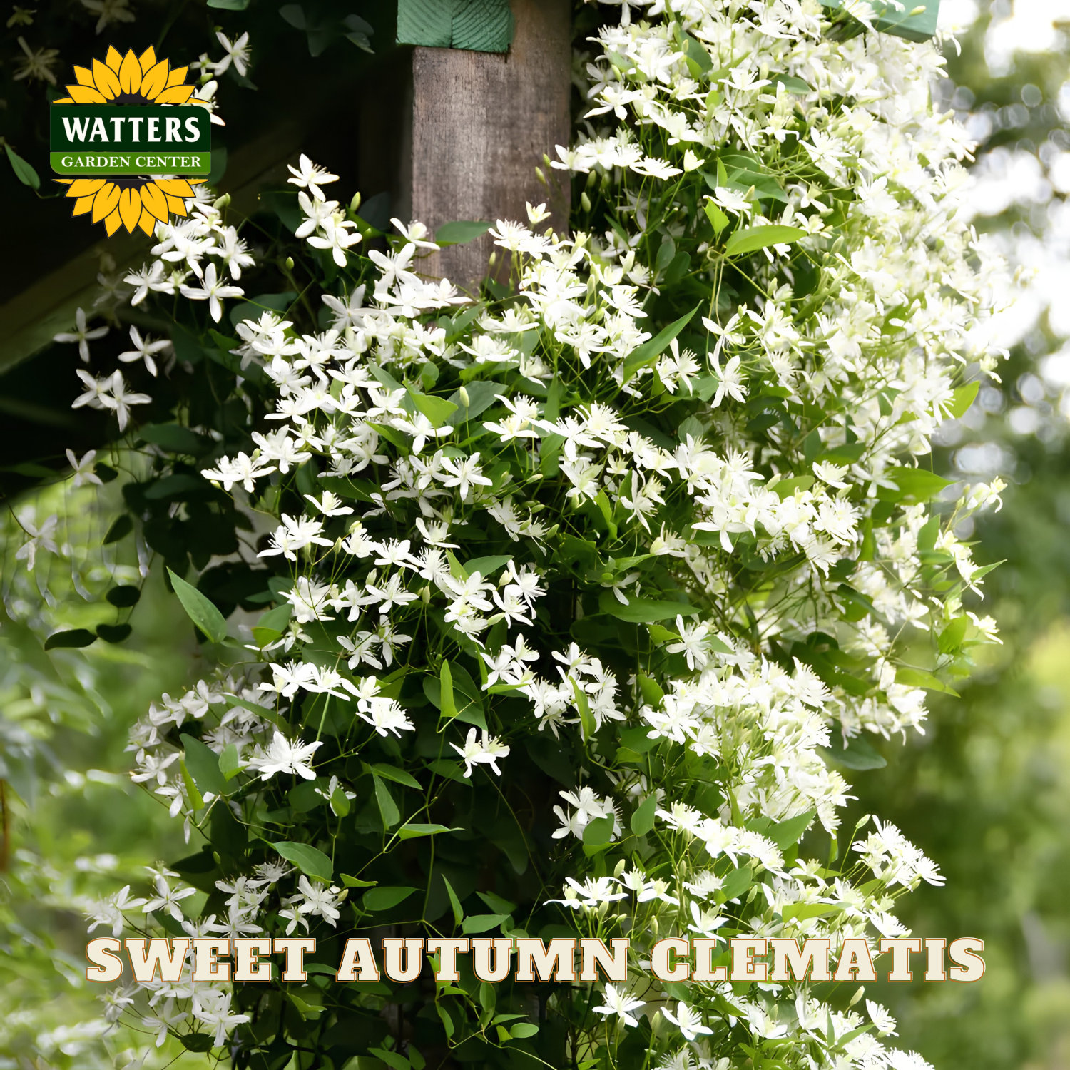 Sweet Autumn Clematis plant with white flowers and green leaves, branded with Watters Garden Center.